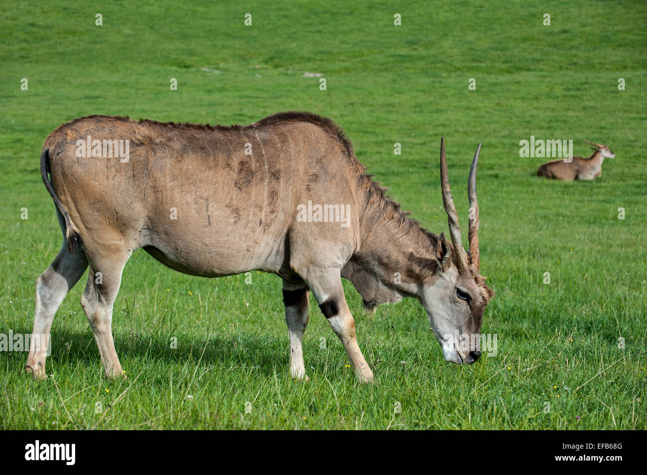 Common eland / southern eland / eland antelope (Taurotragus oryx) grazing in grassland Stock Photo