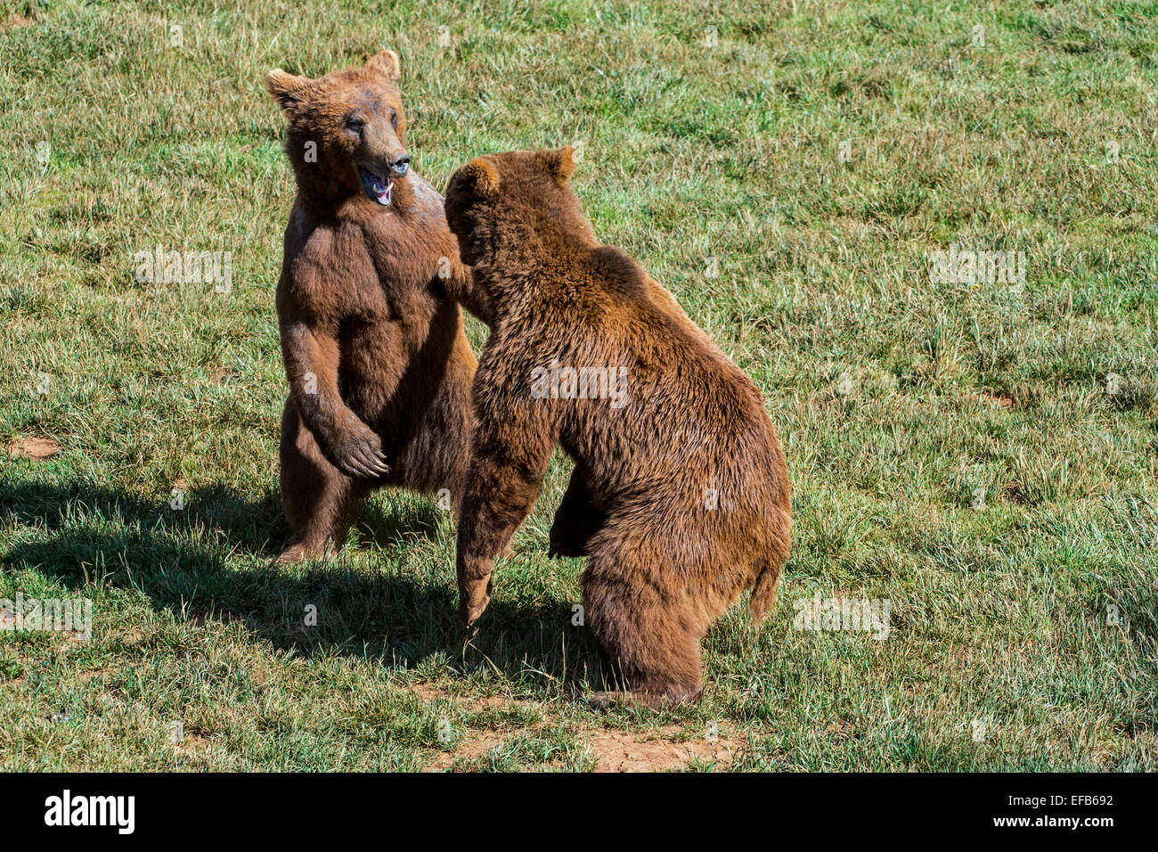 Two aggressive territorial Eurasian brown bears (Ursus arctos arctos) fighting while standing upright on hind legs Stock Photo