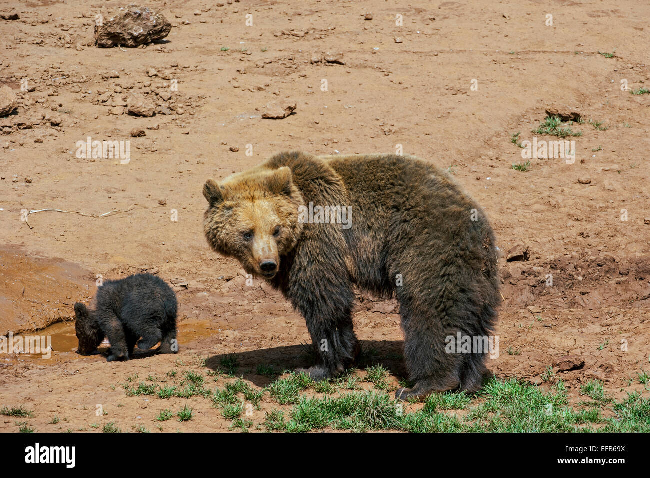 Eurasian brown bear (Ursus arctos arctos) cub drinking from puddle while vigilant mother is looking for danger Stock Photo