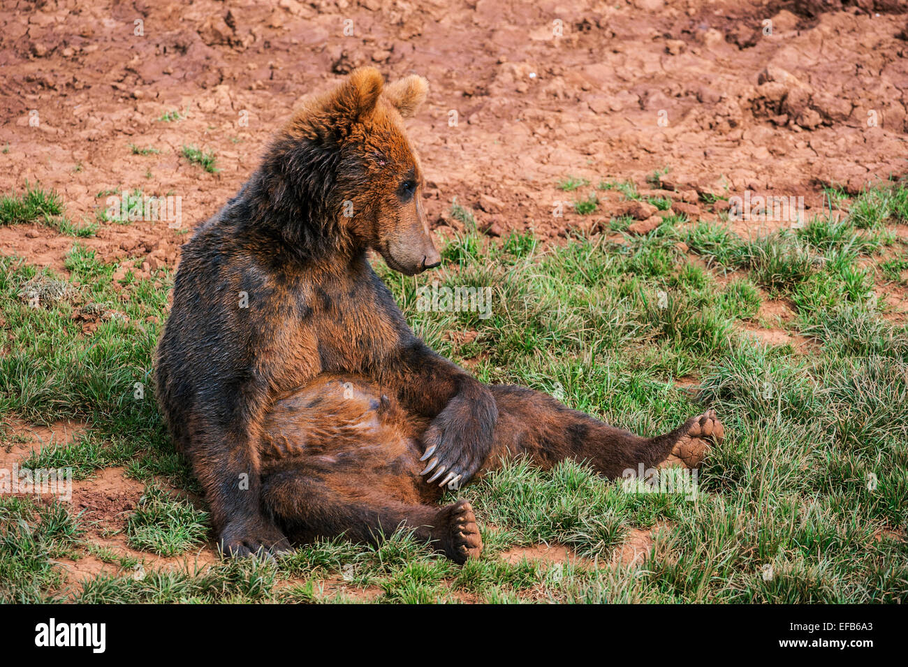 Portrait of Eurasian brown bear (Ursus arctos arctos) sitting on the ground Stock Photo