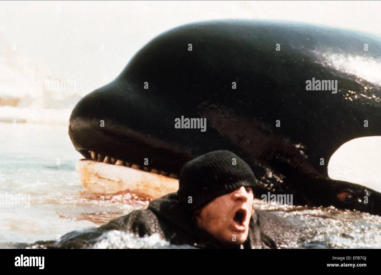 Richard Harris Whale Orca The Killer Whale 1977 Stock Photo Alamy
