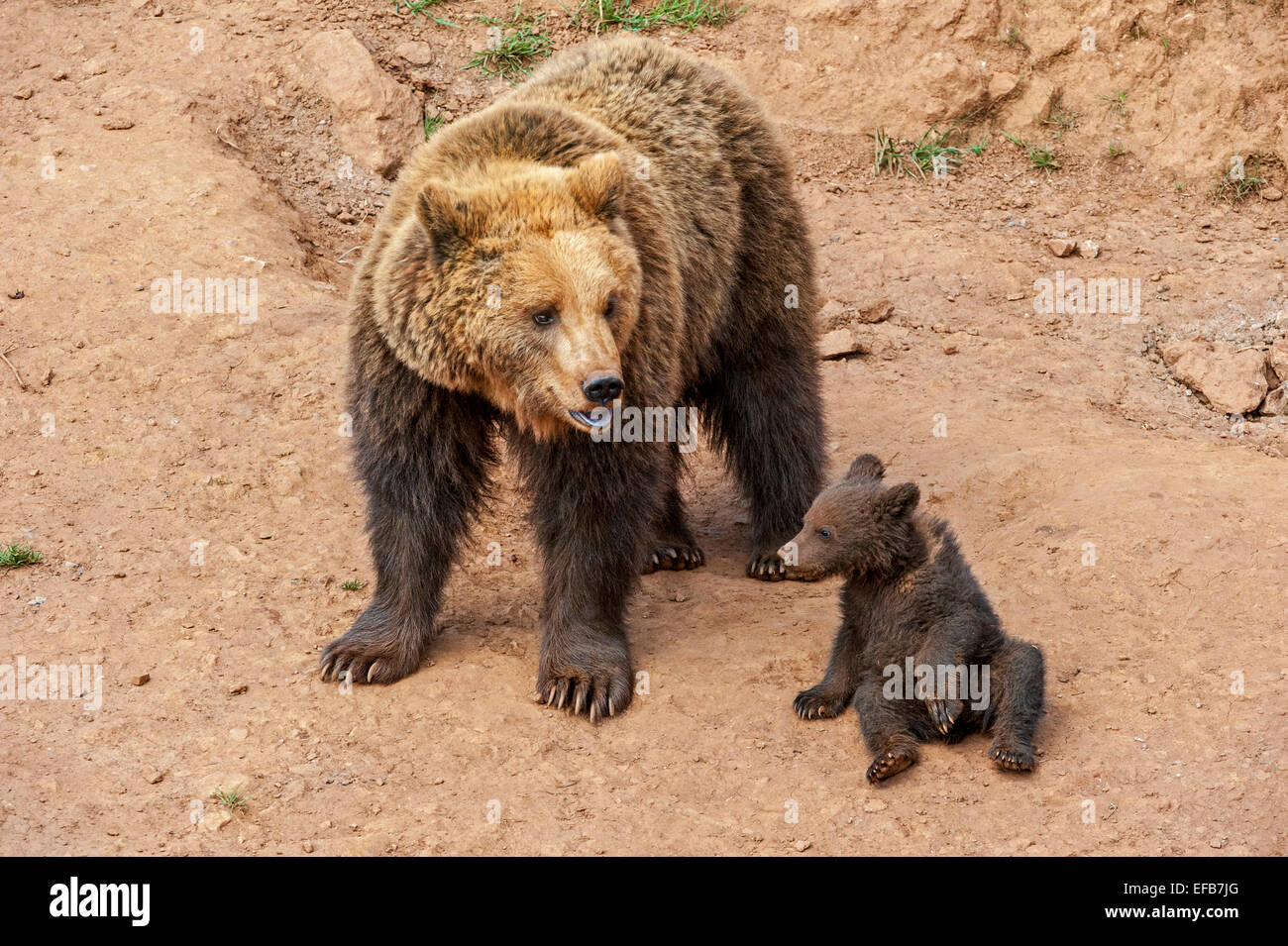 Brown bear mother and her cub hi-res stock photography and images - Alamy