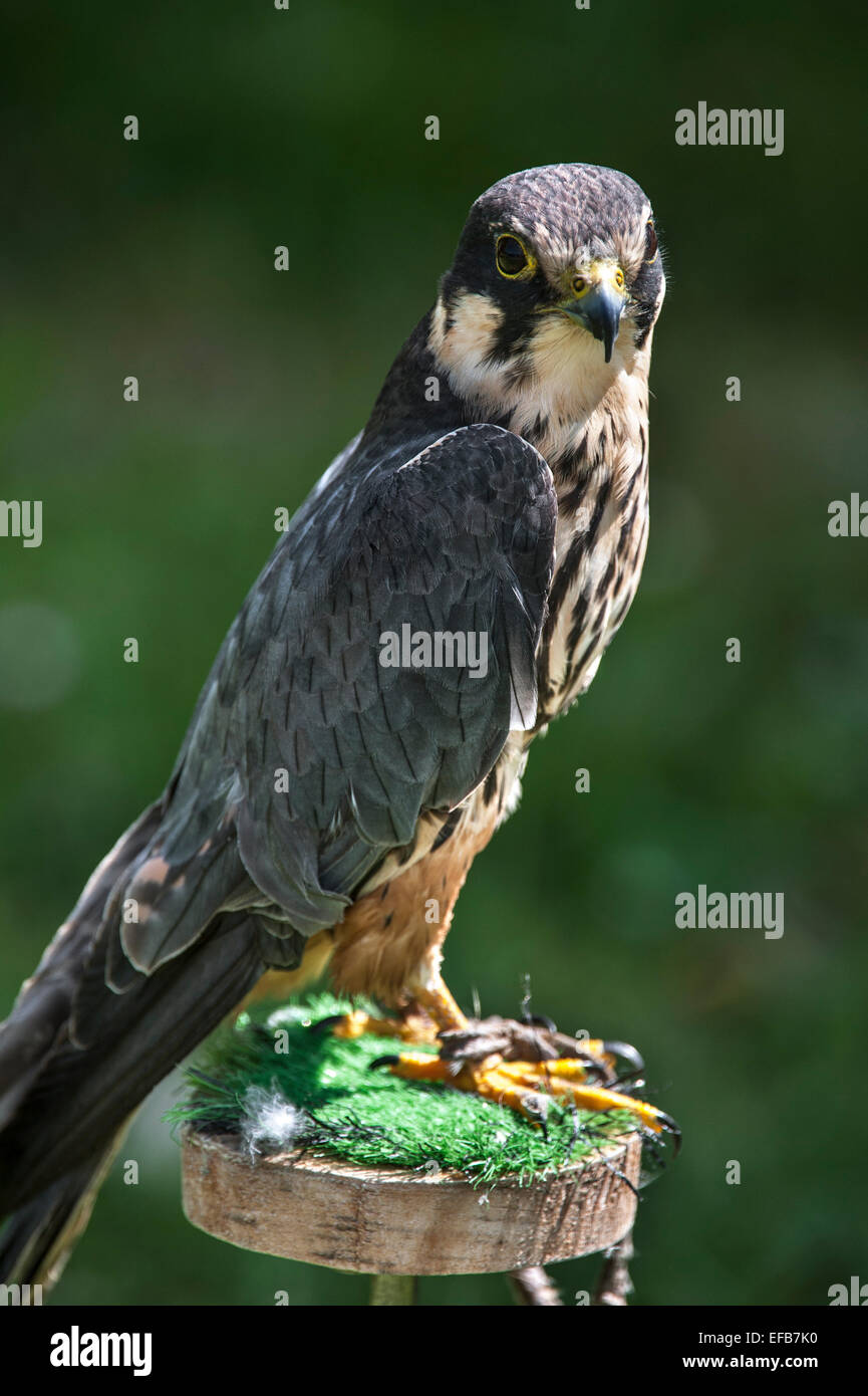 Eurasian hobby (Falco subbuteo) used in falconry on block perch Stock Photo