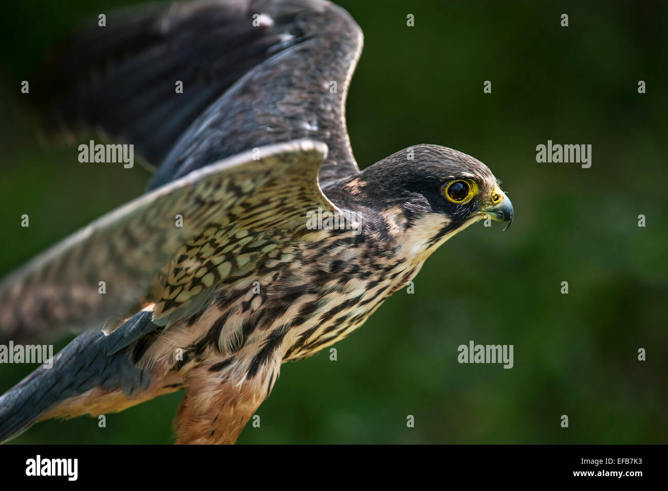 Eurasian hobby (Falco subbuteo) spreading wings for taking off Stock Photo