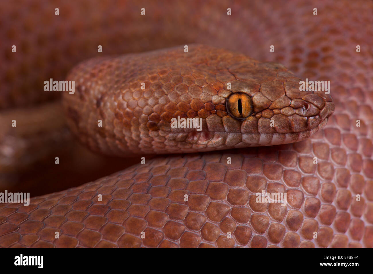 Perth dwarf python hi-res stock photography and images - Alamy