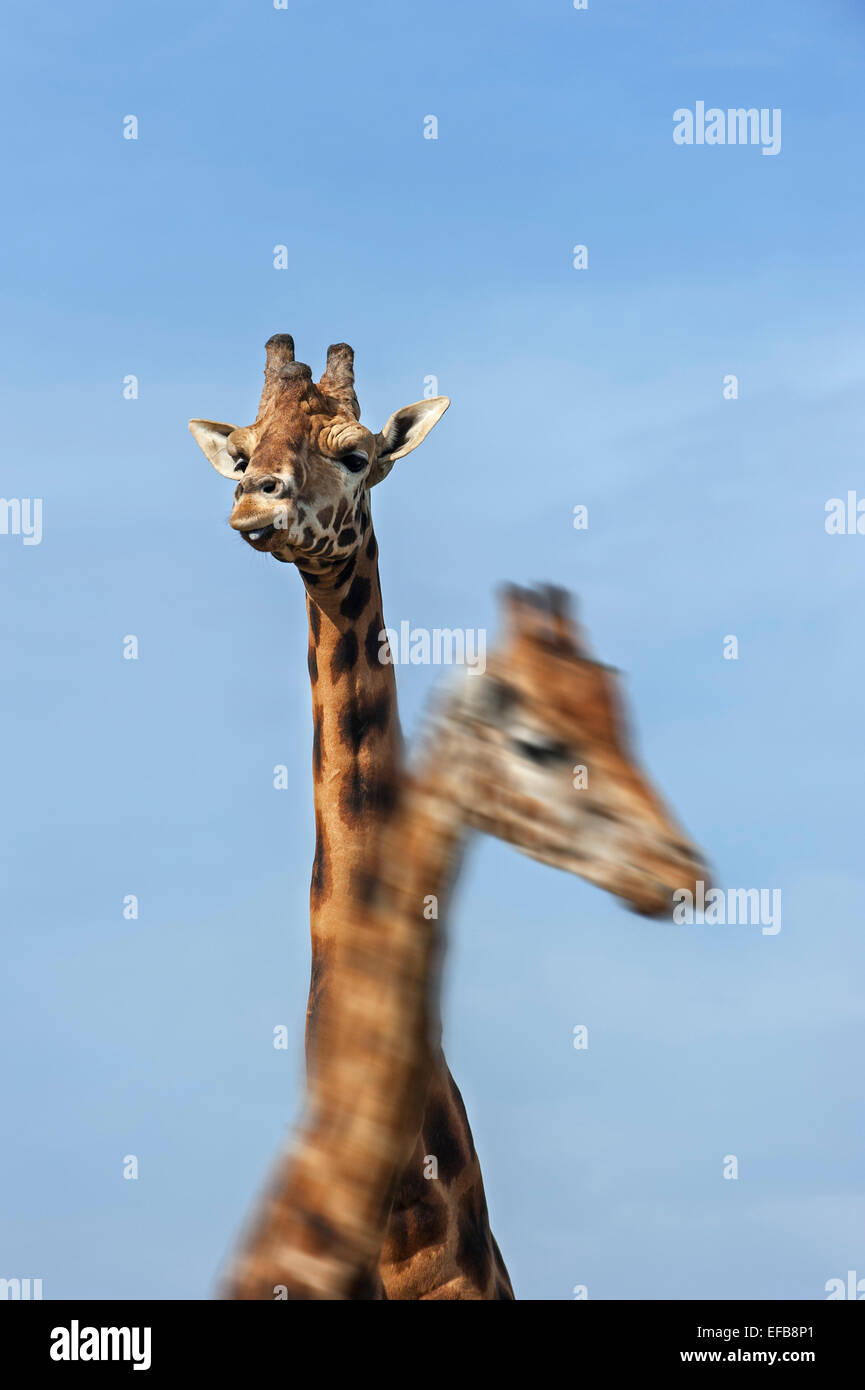 Male and female giraffes (Giraffa camelopardalis), close up of heads against blue sky Stock Photo