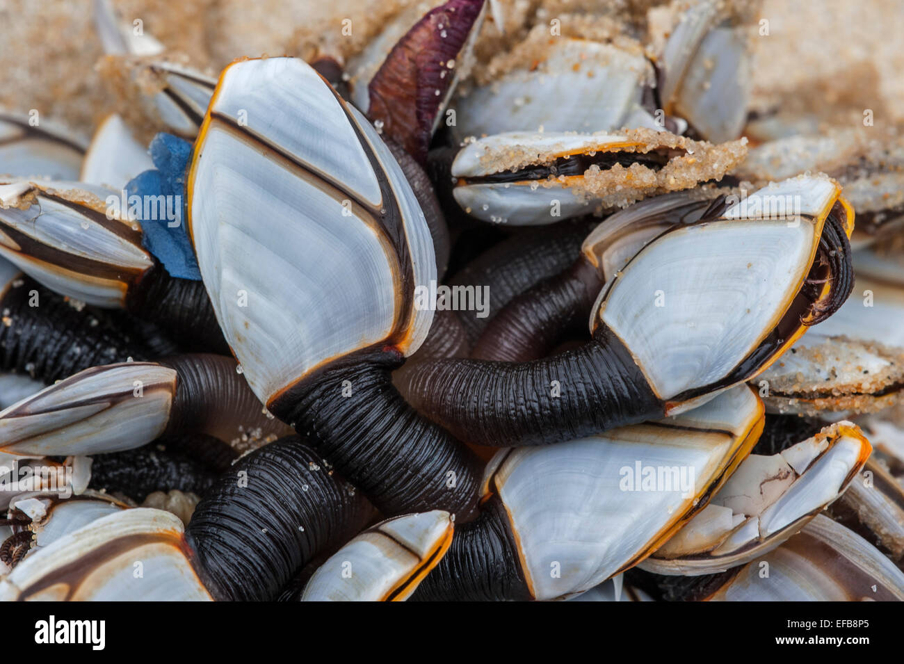 Common goose barnacles / pelagic gooseneck barnacle / smooth gooseneck barnacles (Lepas anatifera) washed on the beach Stock Photo