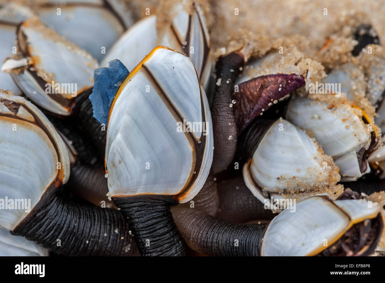 Common goose barnacles / pelagic gooseneck barnacle / smooth gooseneck barnacles (Lepas anatifera) washed on the beach Stock Photo