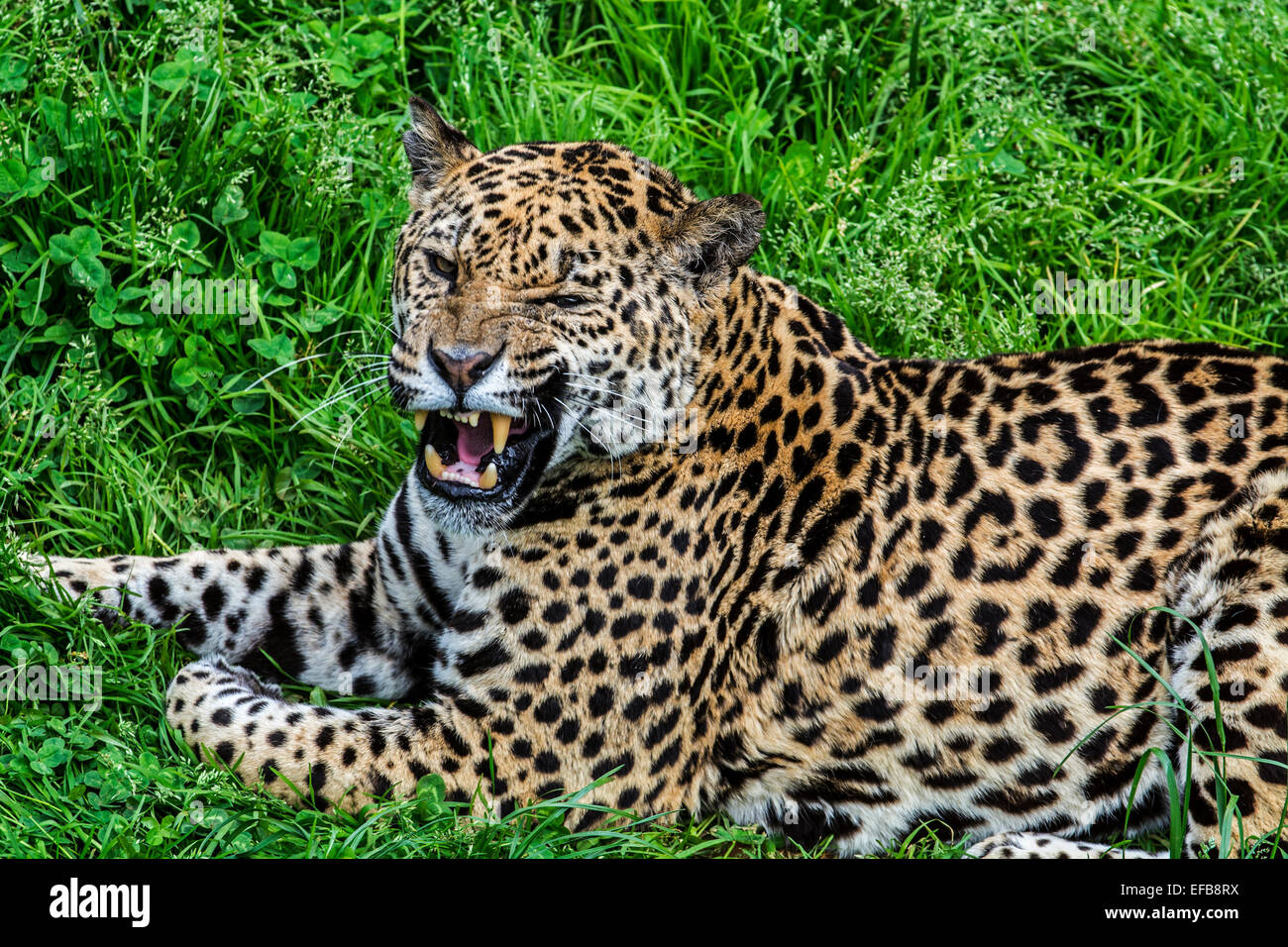 Close up of panther / jaguar (Panthera onca) growling in the grass, native to Central and South America Stock Photo