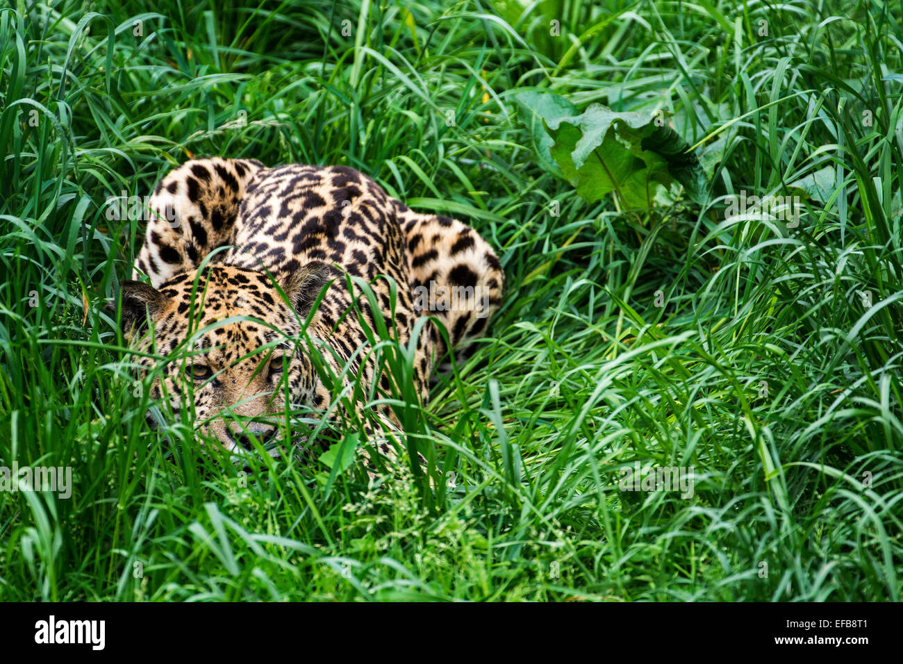 Panther / jaguar (Panthera onca) lying in ambush in the grass, native to Central and South America Stock Photo