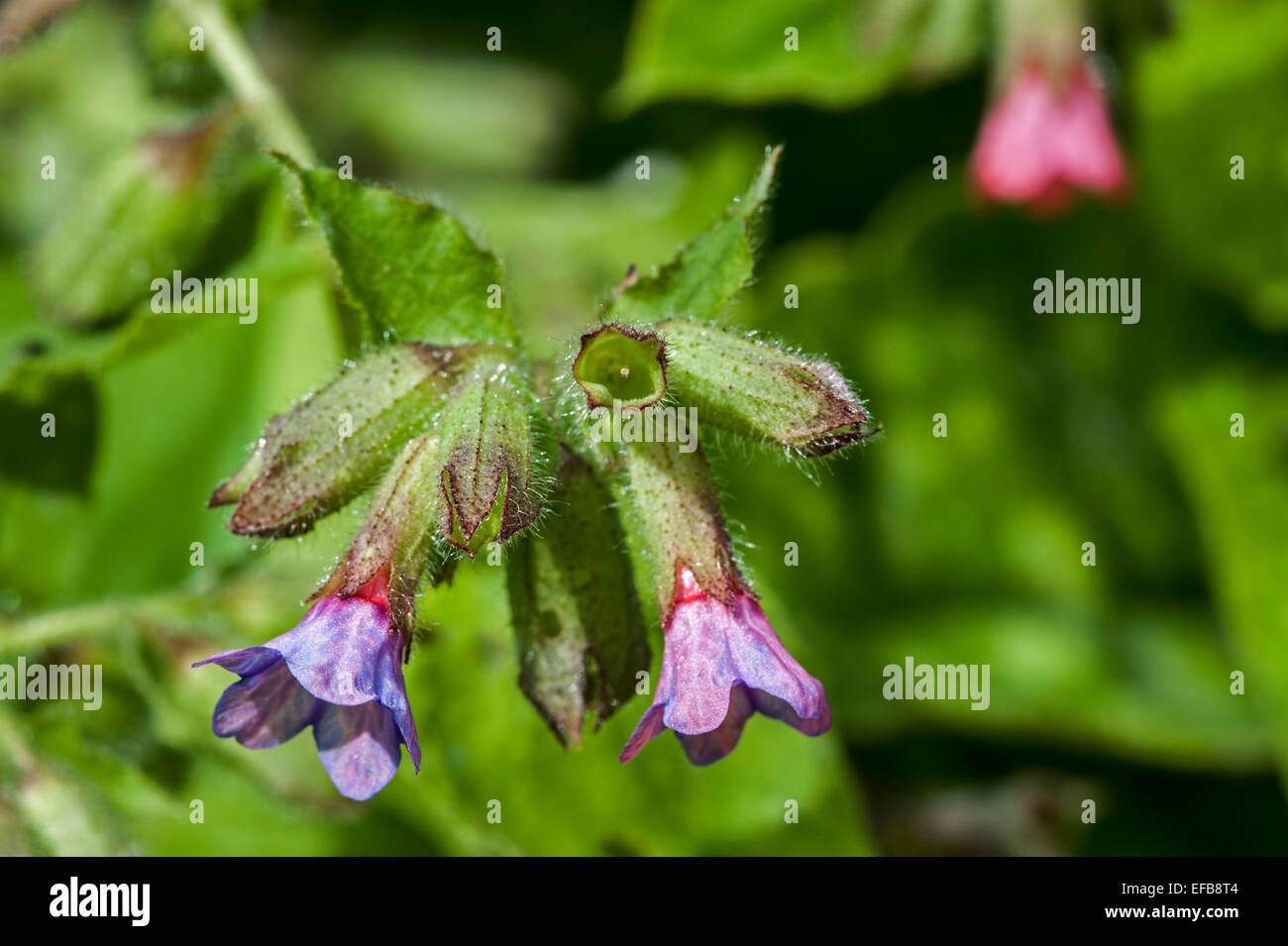 Common lungwort / Our Lady's milk drops (Pulmonaria officinalis) in flower Stock Photo