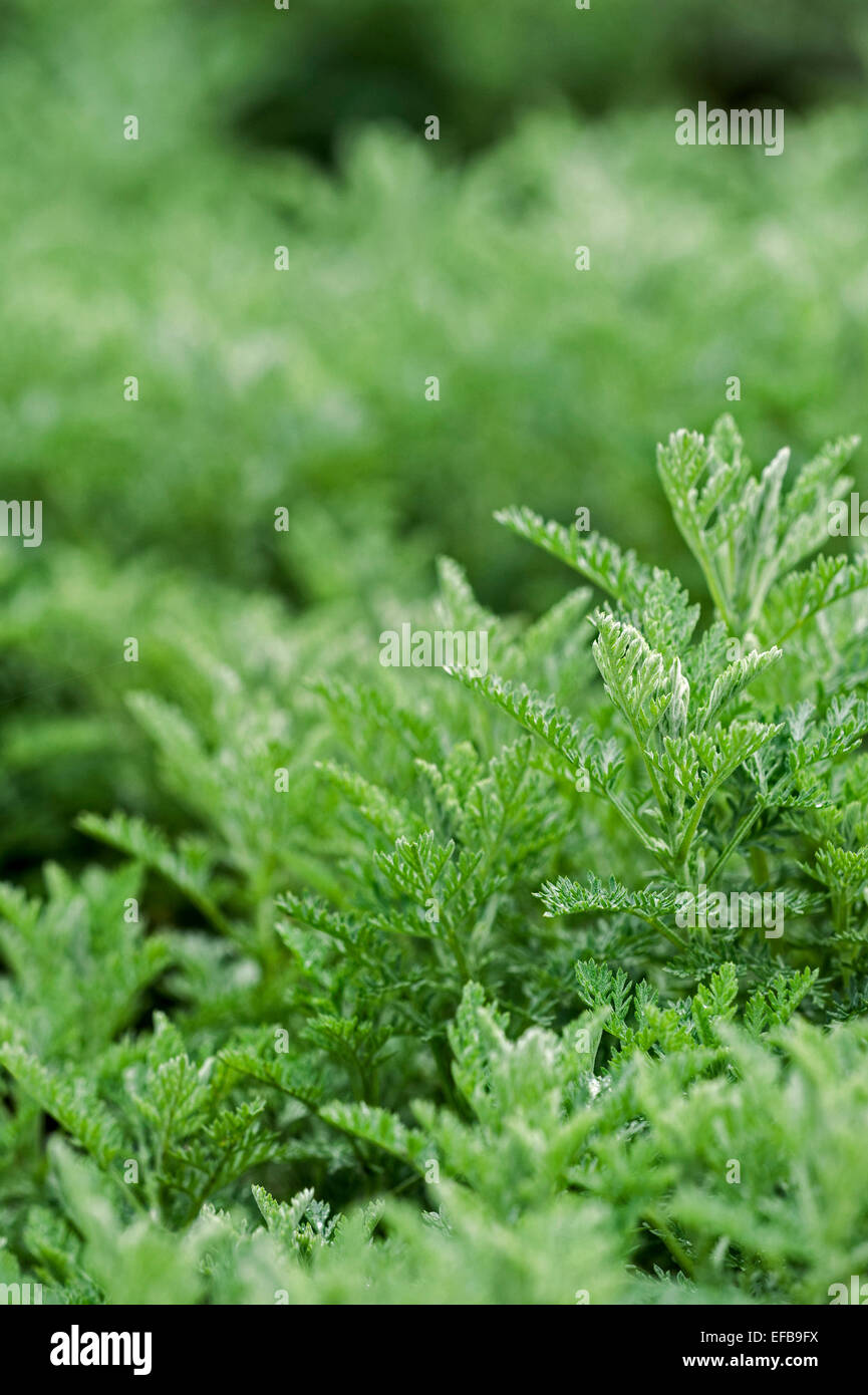 Sea wormwood / old woman (Artemisia maritima / Seriphidium maritimum) close up of leaves Stock Photo