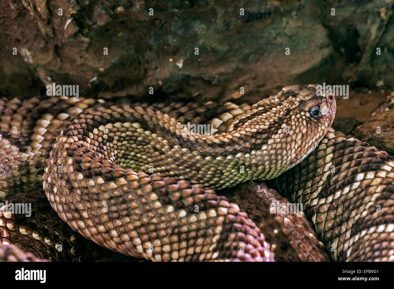 South American rattlesnake / tropical rattlesnake / neotropical rattlesnake / Guiana rattlesnake (Crotalus durissus terrificus) Stock Photo