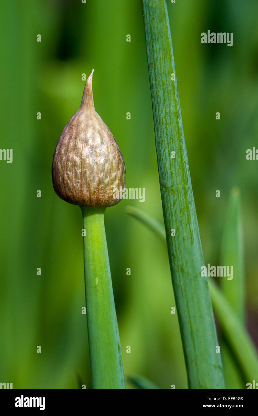 Welsh onion / Japanese bunching onion / green onion / spring onions (Allium fistulosum L.) showing bud in spring Stock Photo