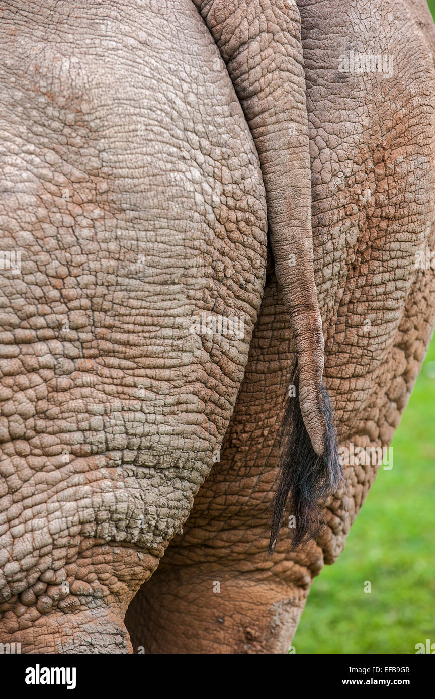 White rhino / Square-lipped rhinoceros (Ceratotherium simum) close up of bottom and tail Stock Photo