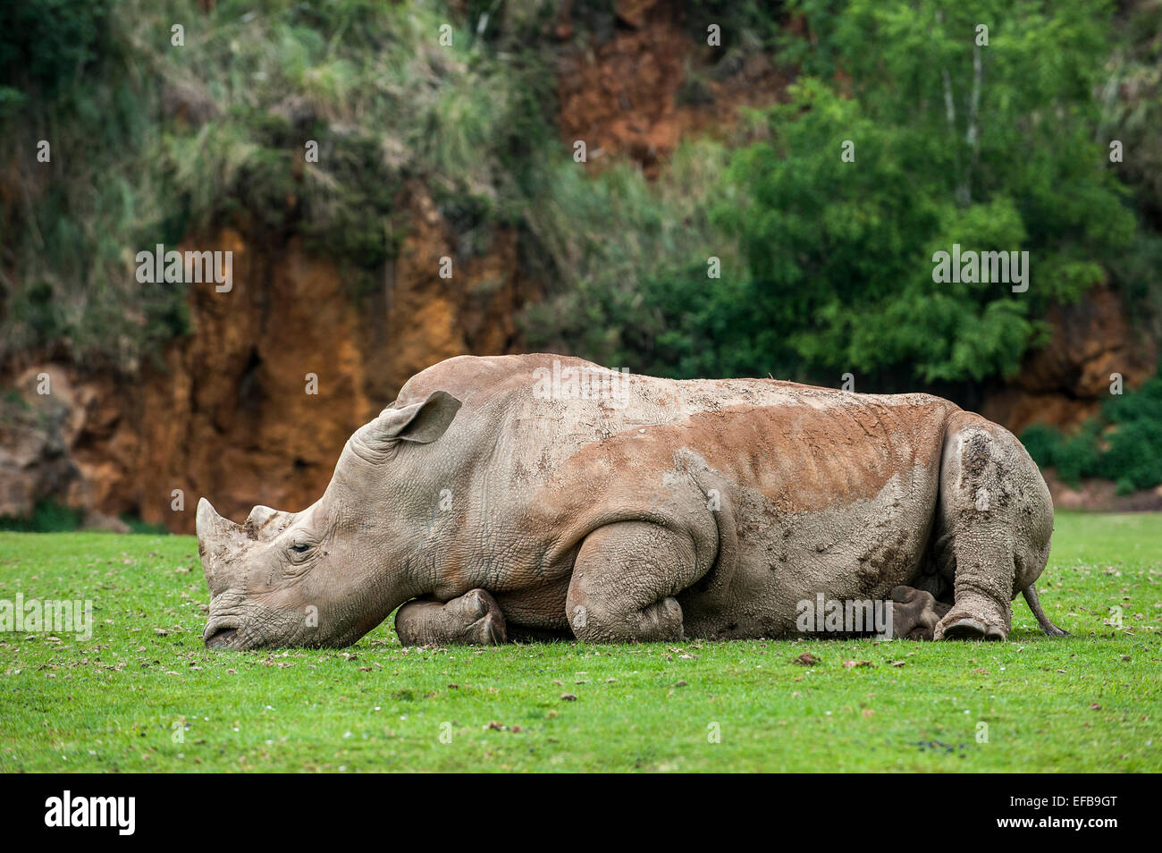 White rhino / Square-lipped rhinoceros (Ceratotherium simum) sleeping, Cabarceno Park, Cantabria, Spain Stock Photo