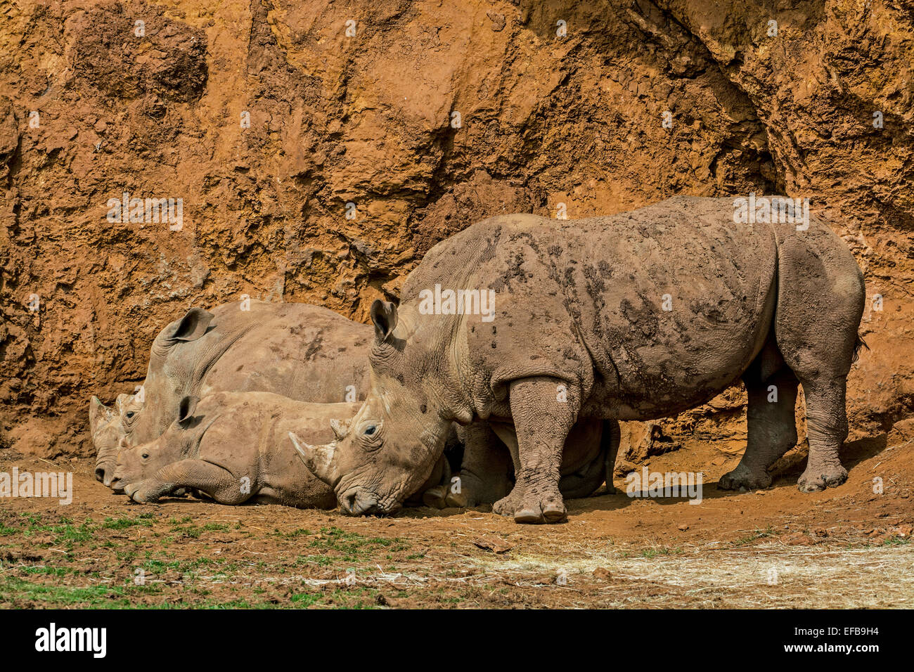 White rhino / Square-lipped rhinoceros (Ceratotherium simum) family group showing male, female and calf resting Stock Photo