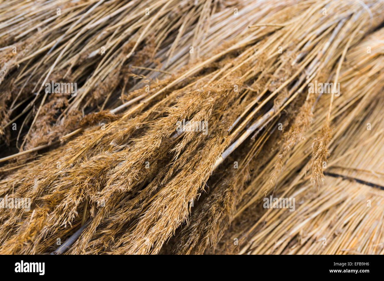 Thatching straw hires stock photography and images Alamy