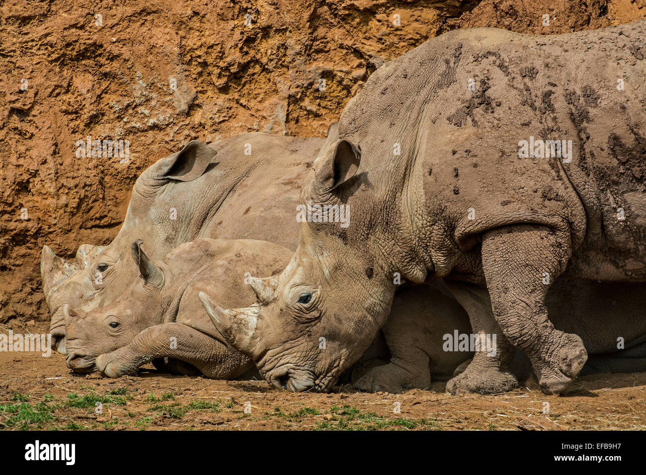 White rhino / Square-lipped rhinoceros (Ceratotherium simum) family group showing male, female and calf resting Stock Photo