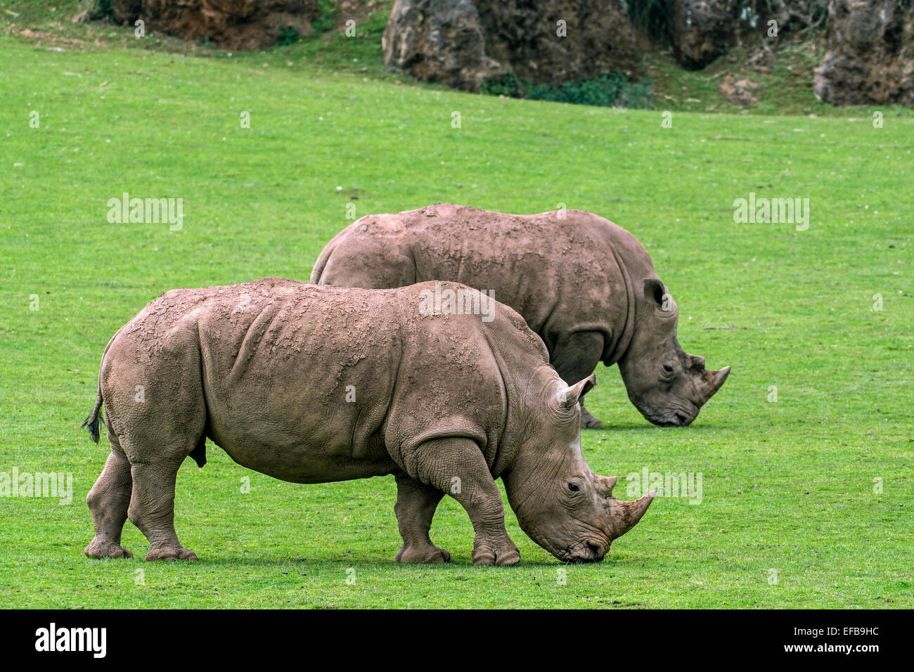 White rhino / Square-lipped rhinoceros (Ceratotherium simum) female and male grazing grass, captive, Cabarceno Park, Spain Stock Photo