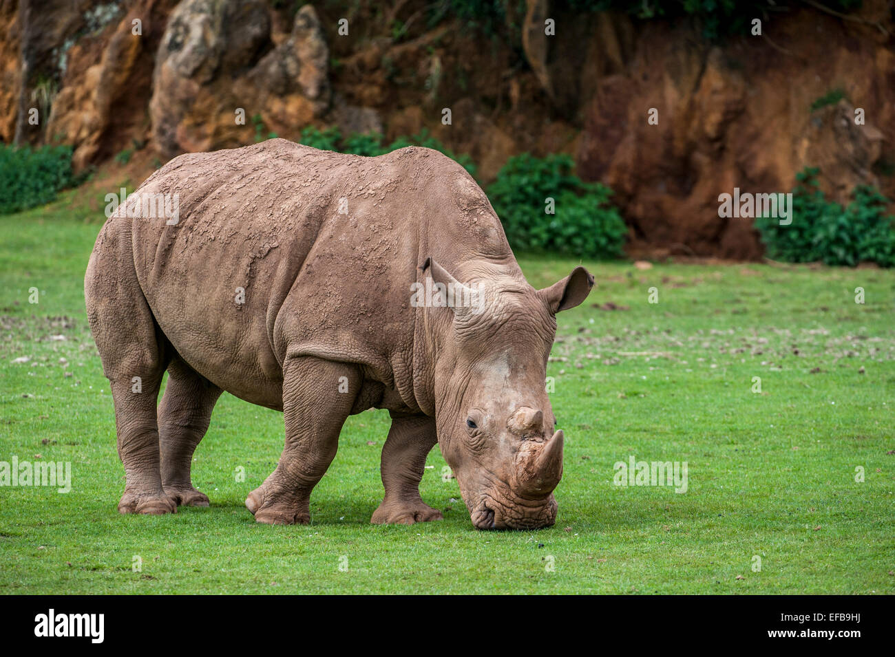 White rhino / Square-lipped rhinoceros (Ceratotherium simum) female grazing grass Stock Photo