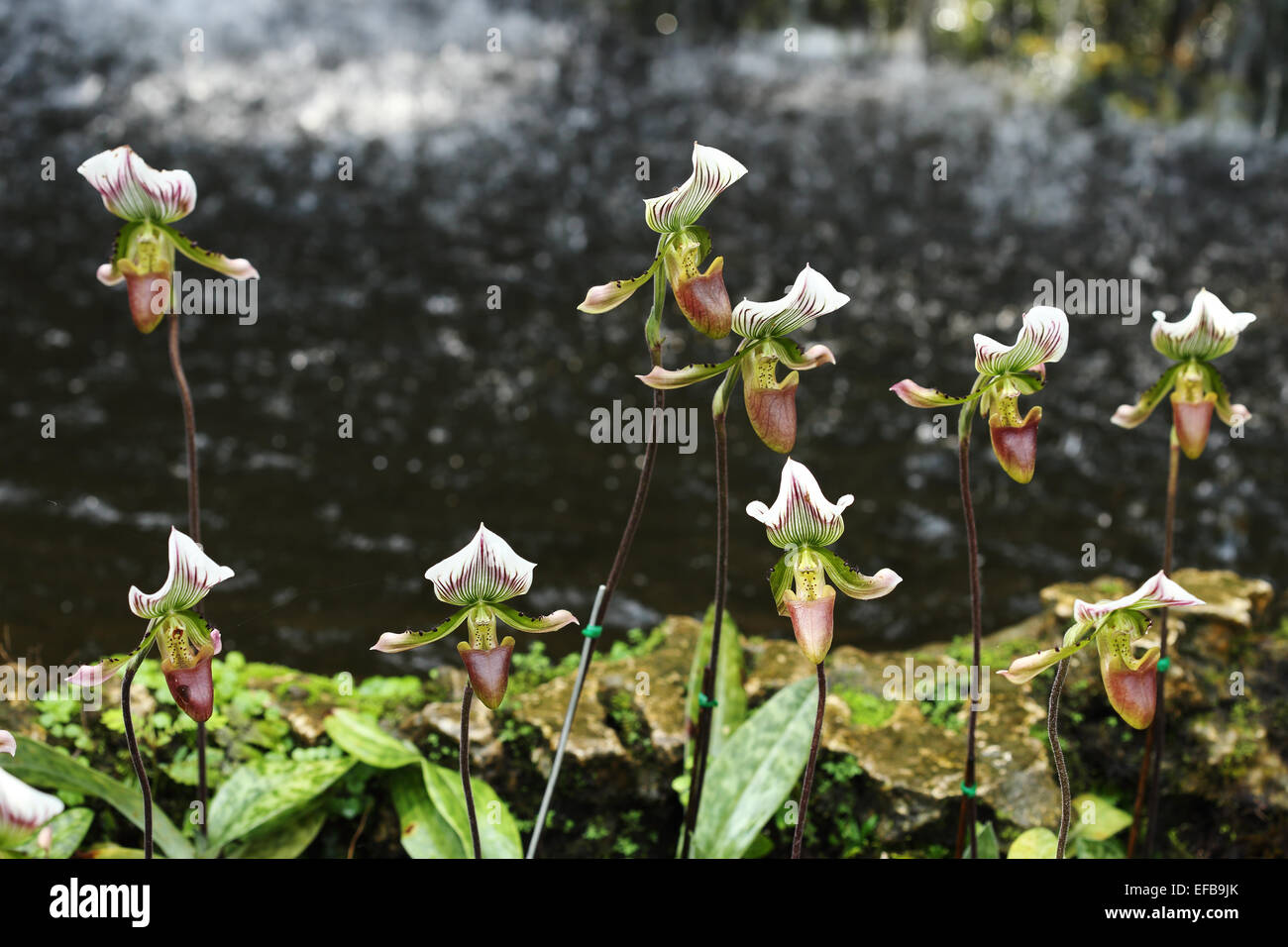 Lady Slipper Orchid Paphiopedilum in the garden Stock Photo