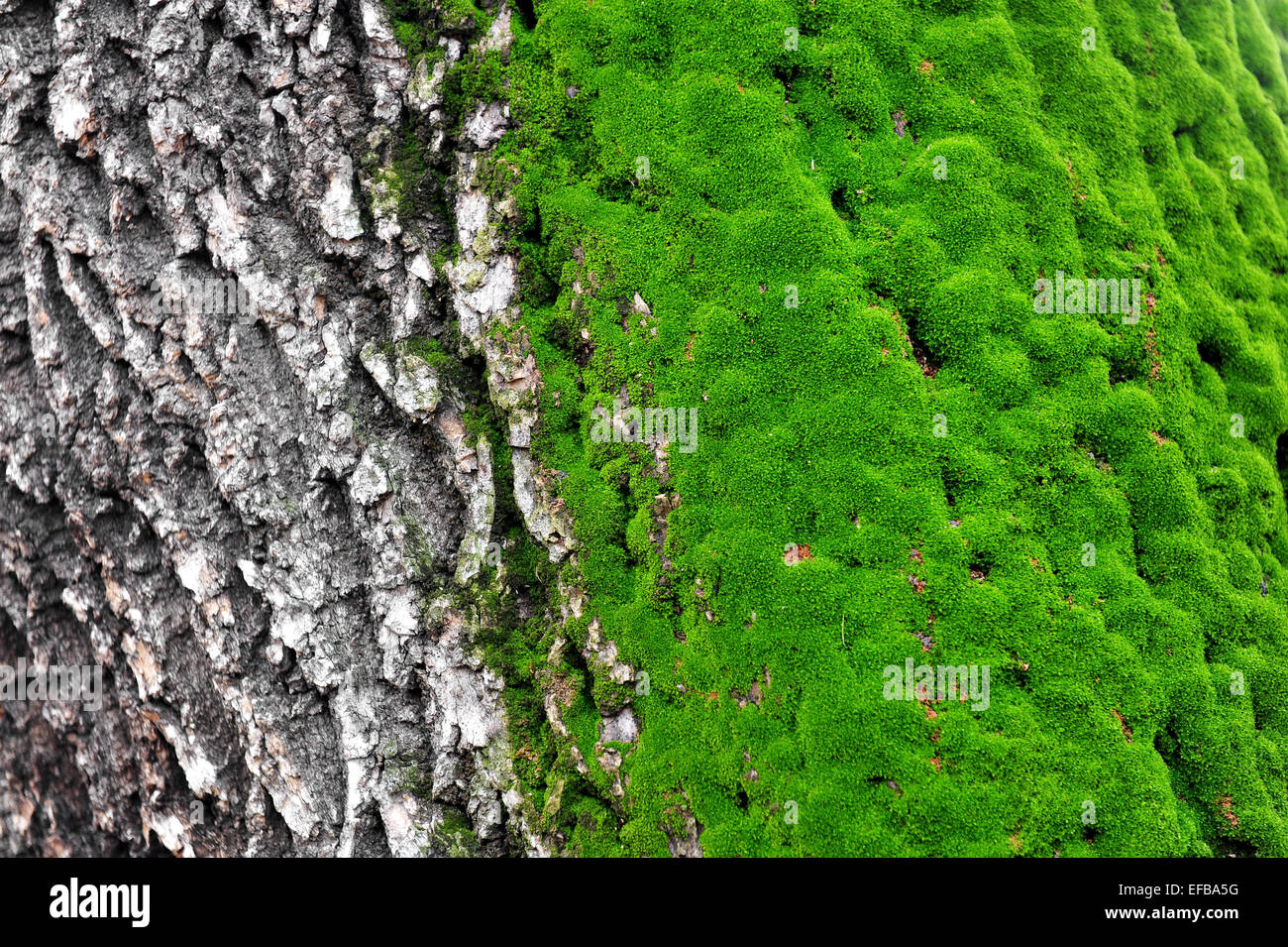 Half a tree trunk covered with green moss Stock Photo