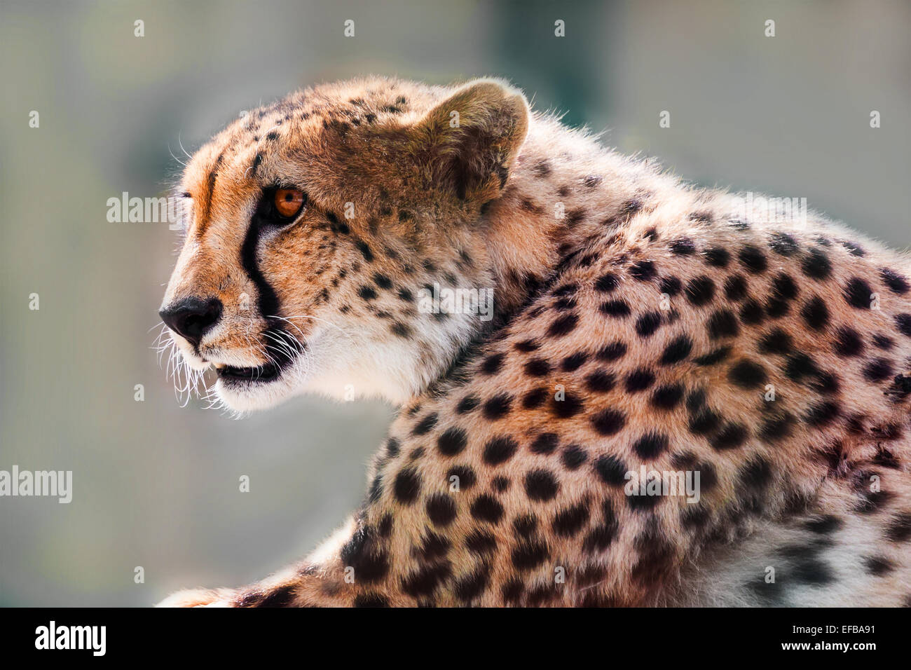 Predator alert hi-res stock photography and images - Alamy