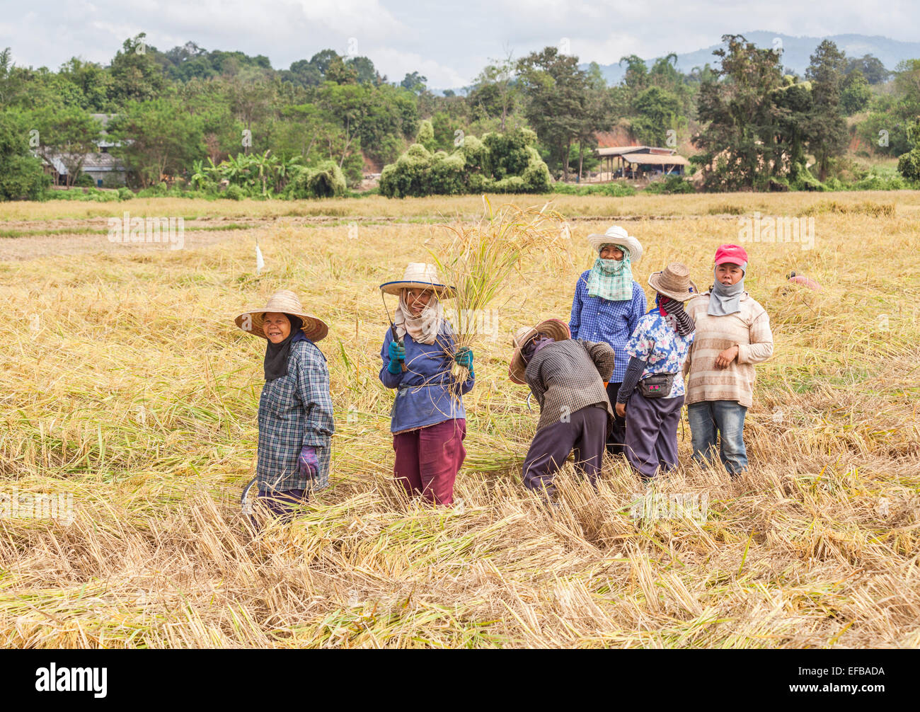 Thai farmers working in the paddy fields Stock Photo - Alamy