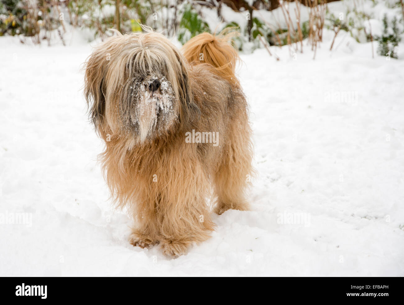 Tibetan Terrier Dog Standing Stock Photos Tibetan Terrier Dog