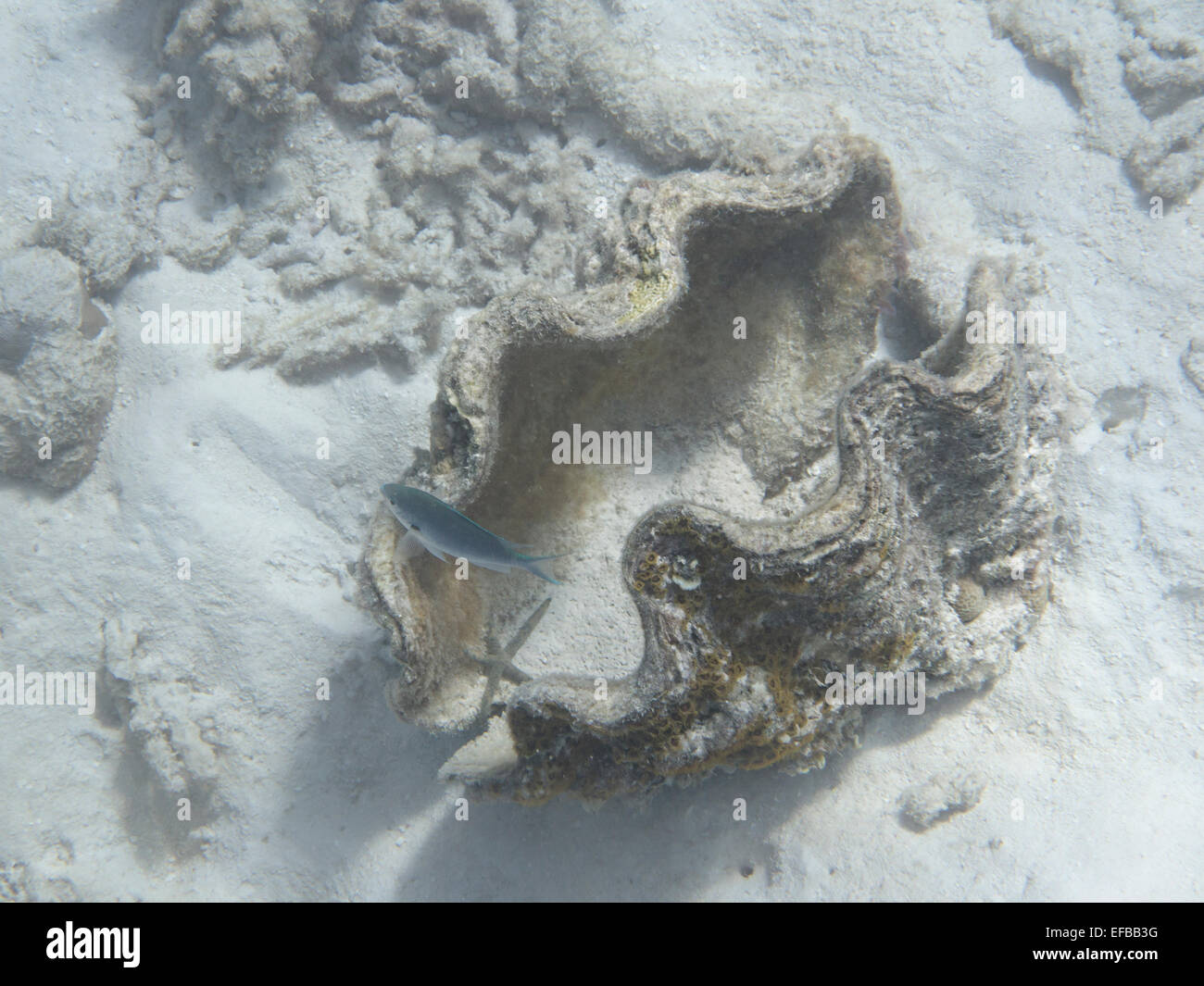 Giant oyster amongst coral in the shallow waters off a Maldivian island Stock Photo