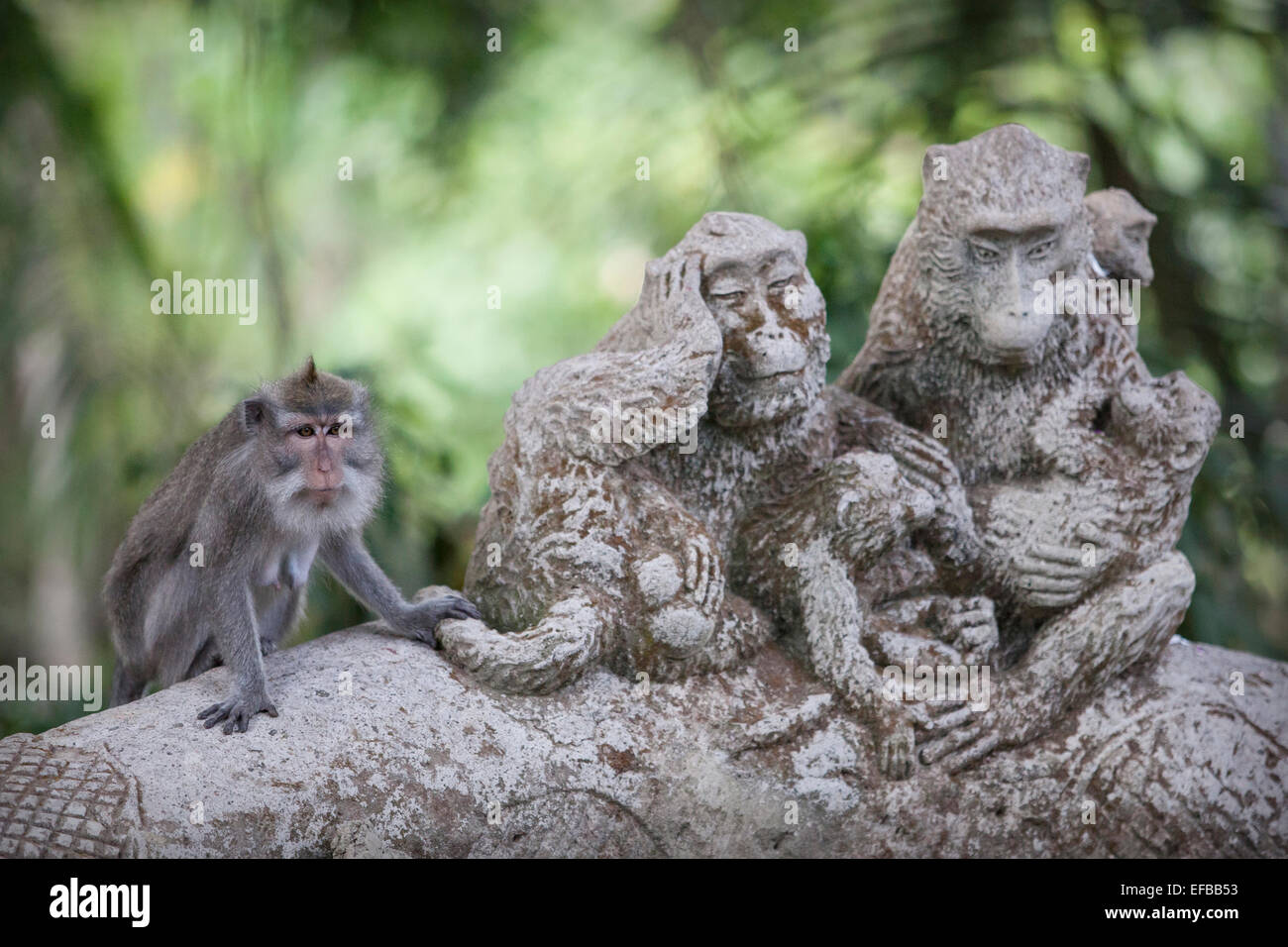A Macaque monkey in Ubud, Bali, Indonesia Stock Photo
