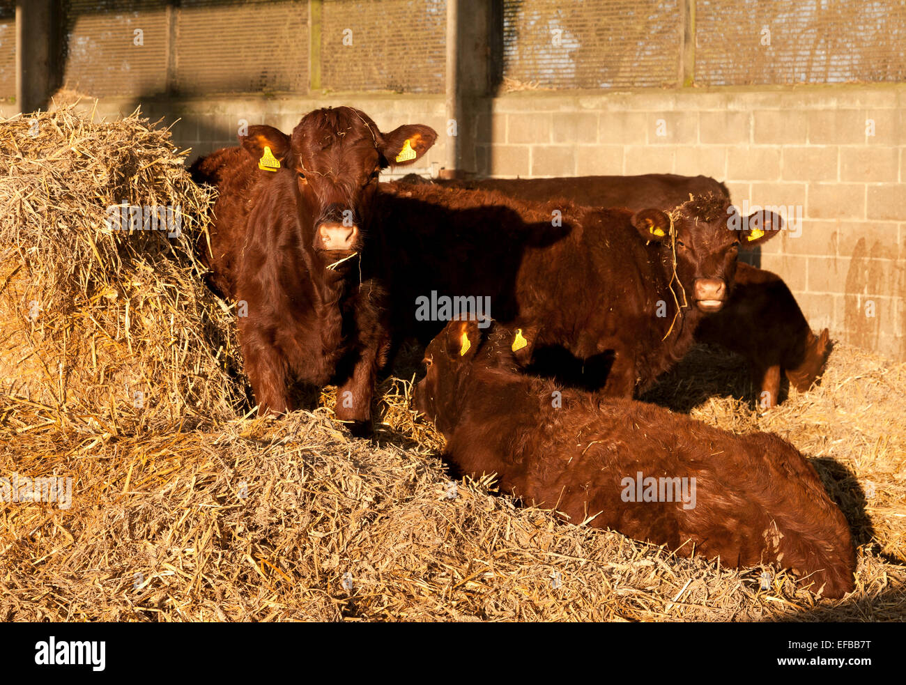 Cattle yard hires stock photography and images Alamy