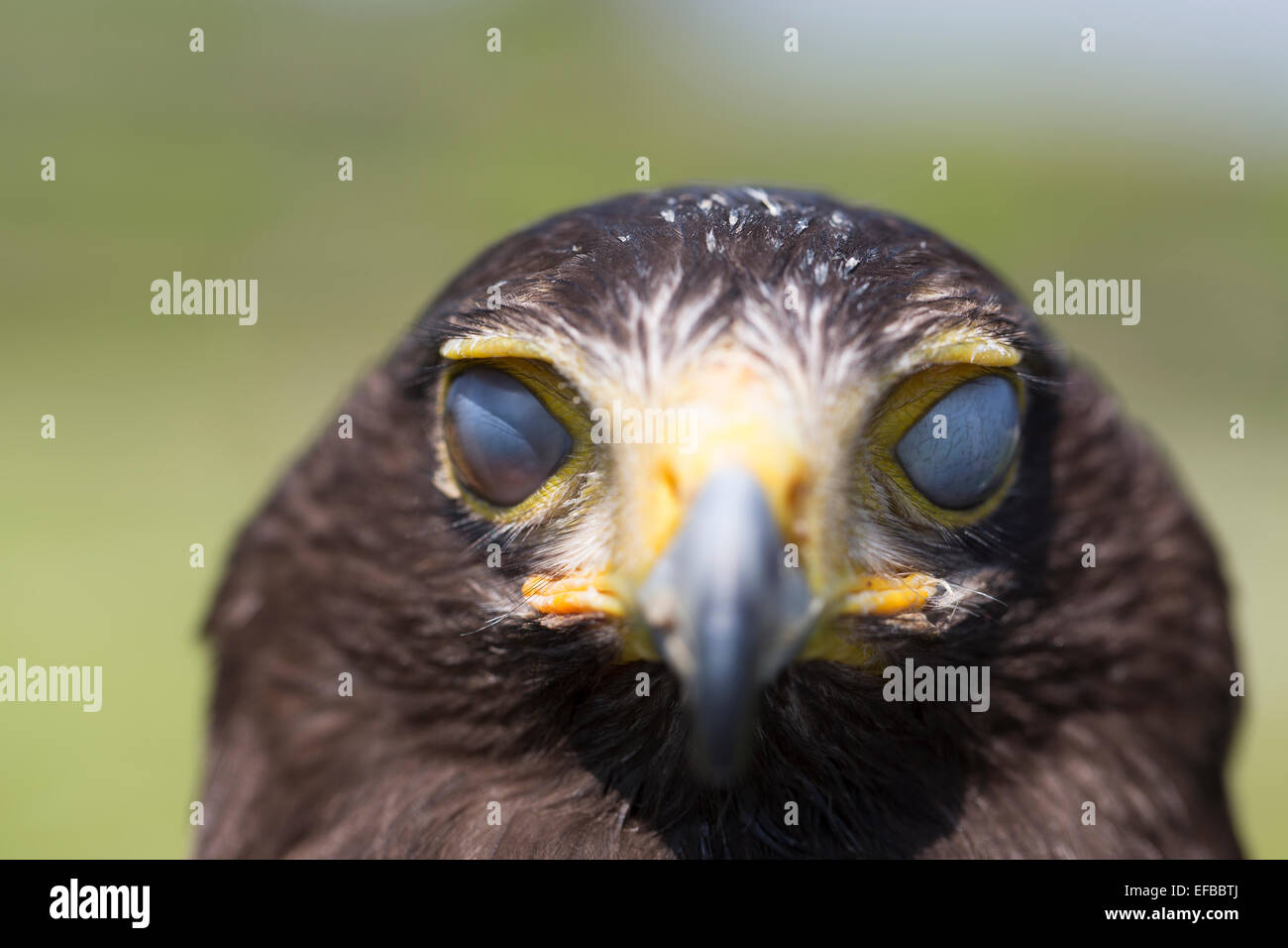 Wildlife : Haris’s Hawk (Parabuteo Unicinctus). Bird of Prey. Stock Photo