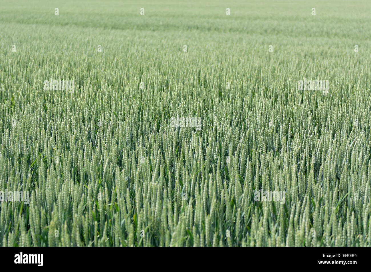 A green field of flowering rye, Secale cereale in summer Stock Photo ...