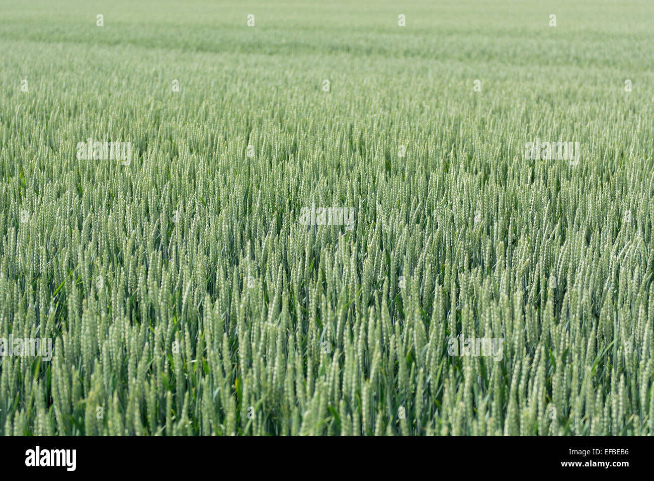 A green field of flowering rye, Secale cereale in summer Stock Photo