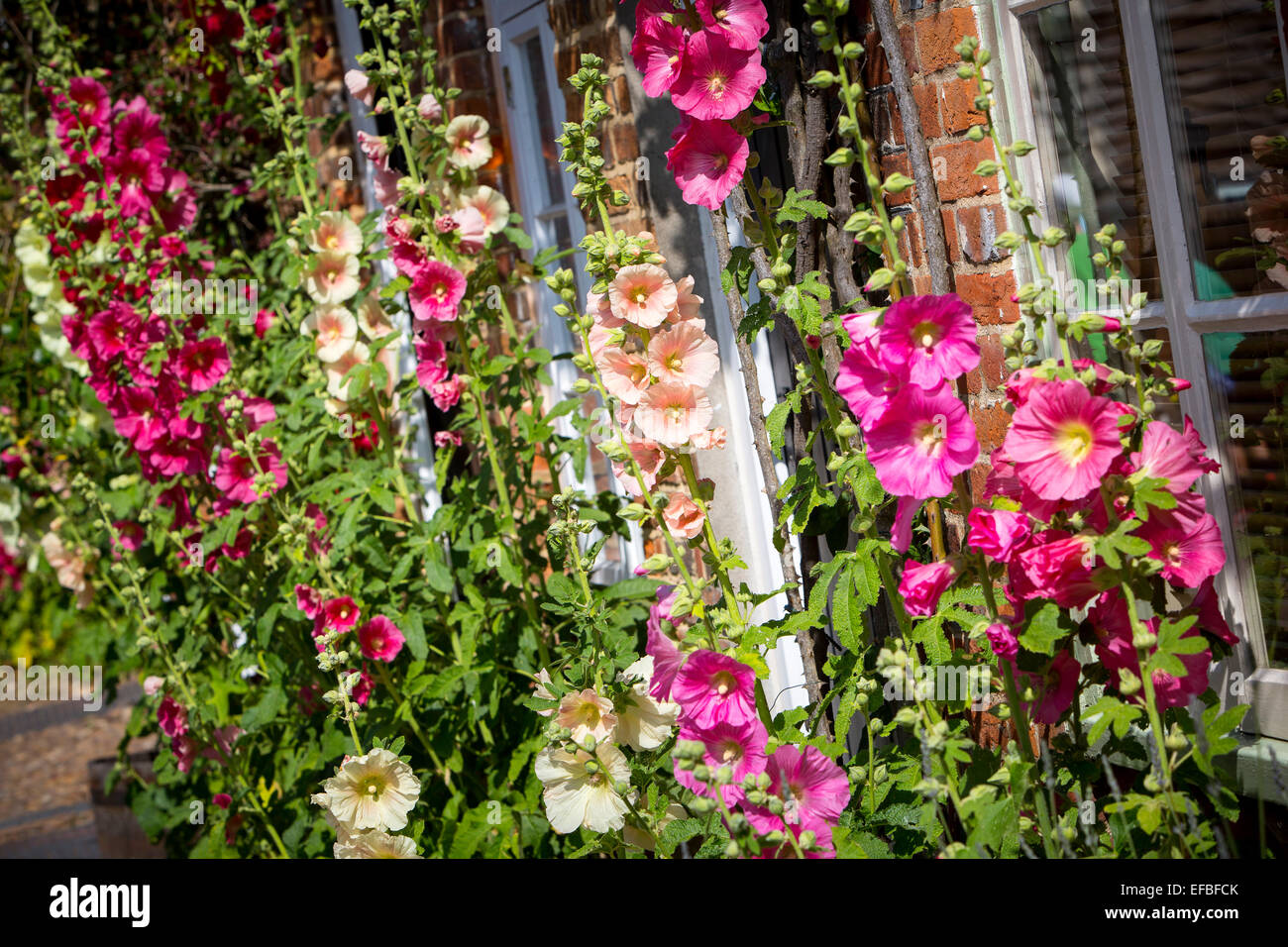 Cream and pink hollyhocks growing outside traditional cottage Stock Photo