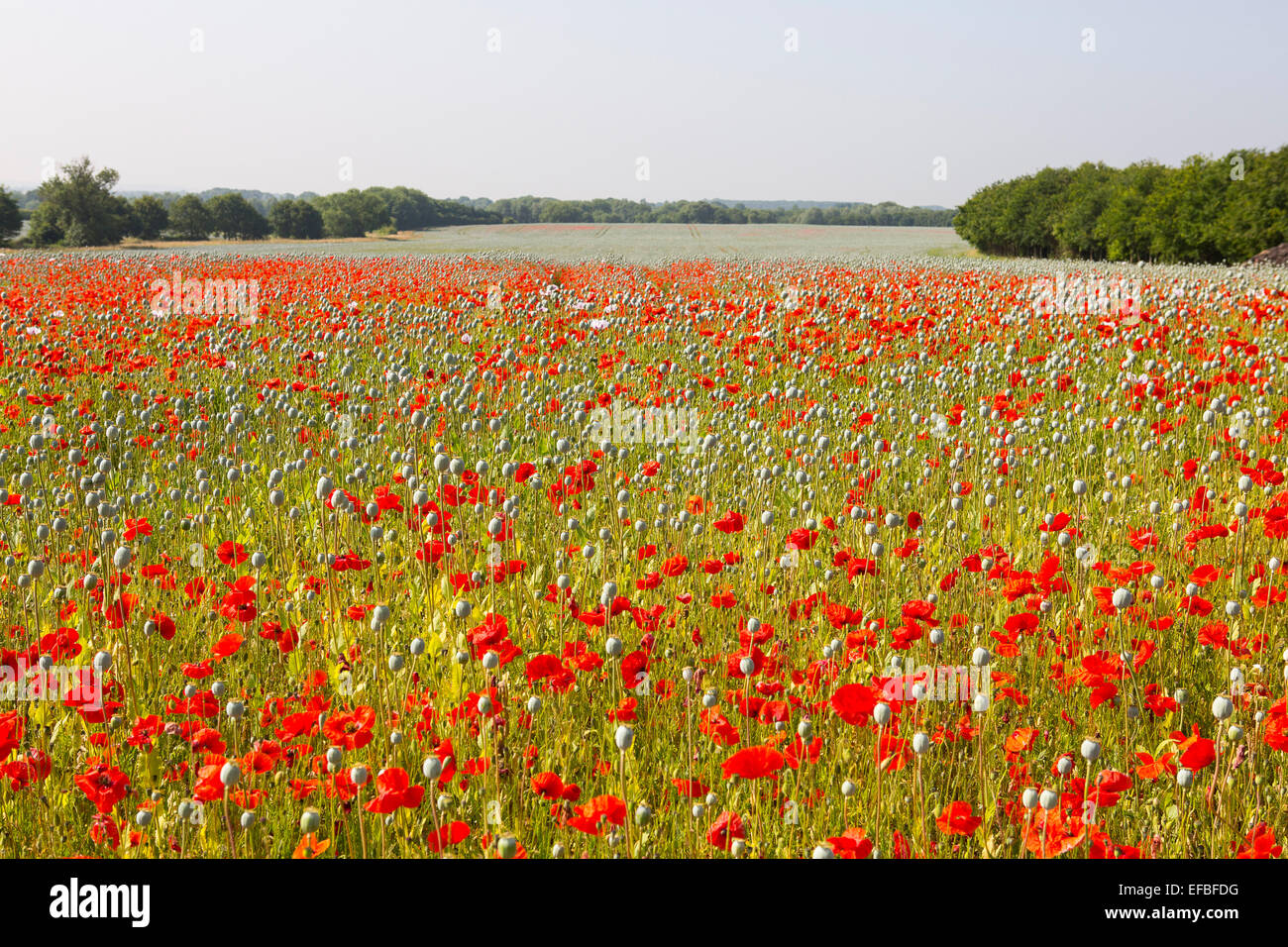 Scenic landscape poppies hi-res stock photography and images - Alamy