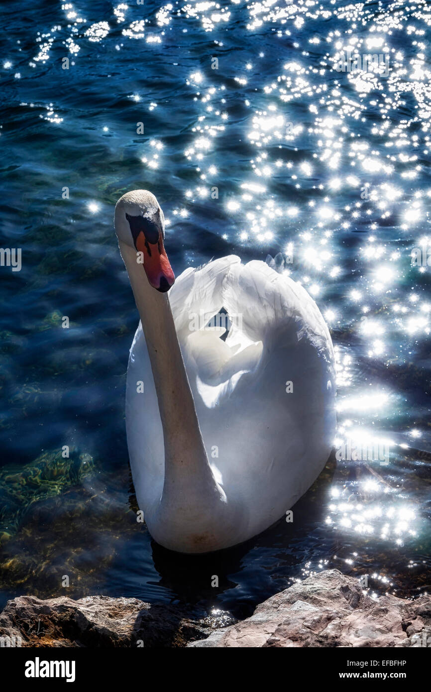 Magic swan. A beautiful swan surrounded by sun reflections on the water in a fairy tale atmosphere. Stock Photo