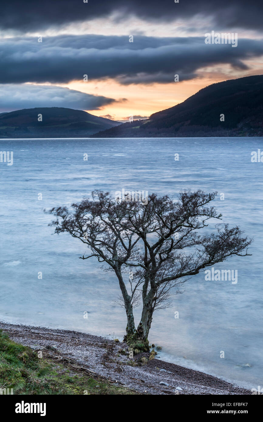 Tree and Mountains at Loch Ness in Scotland. Stock Photo