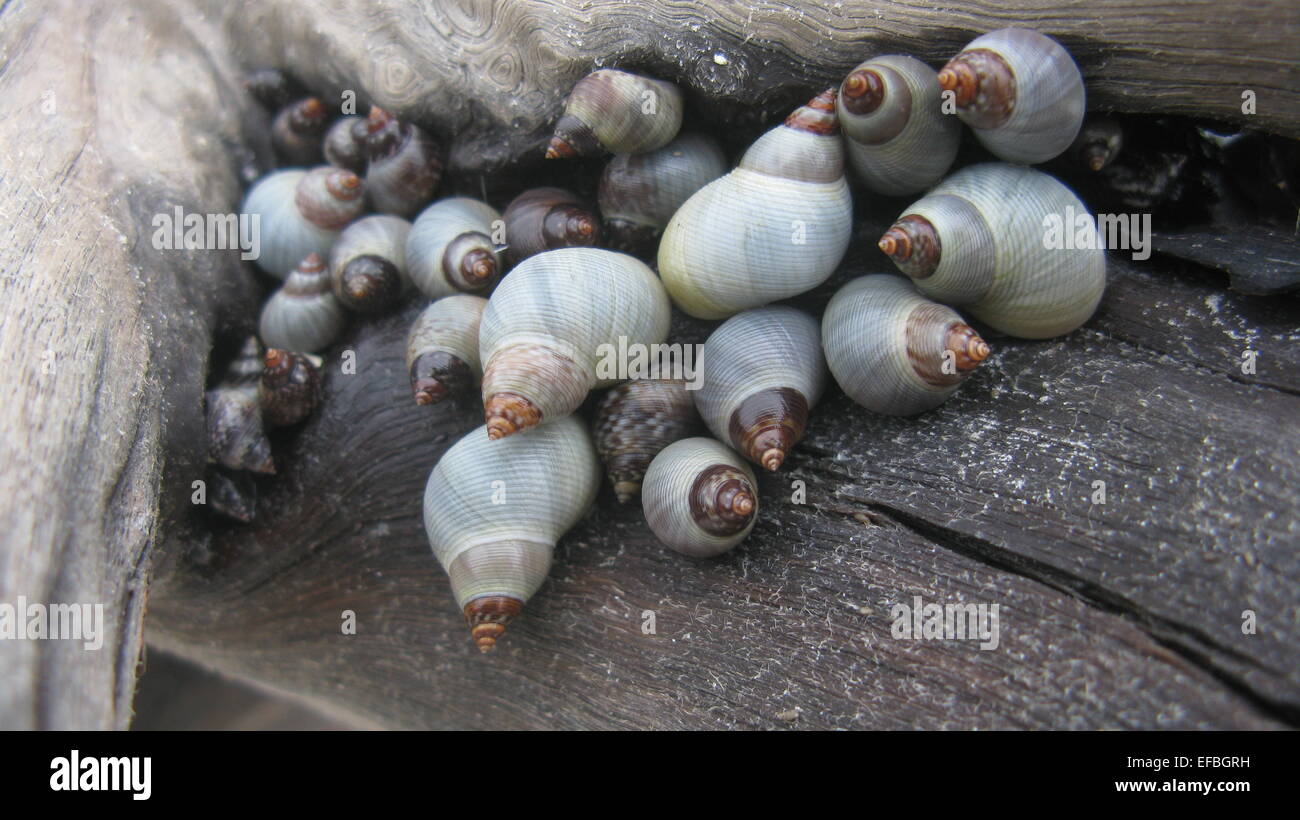 Periwinkles shells, seashells, Lover's Key Florida Stock Photo Alamy