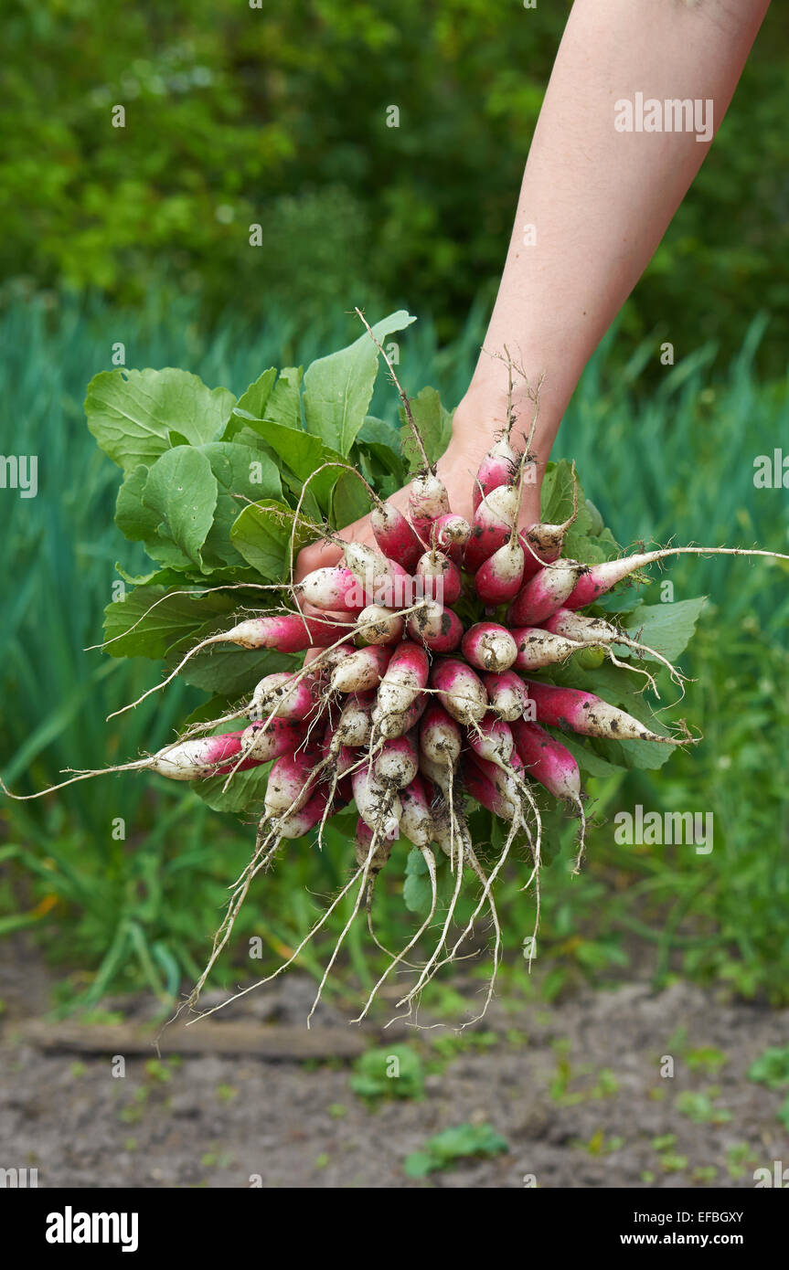 woman hand holding a bunch of long radish Stock Photo
