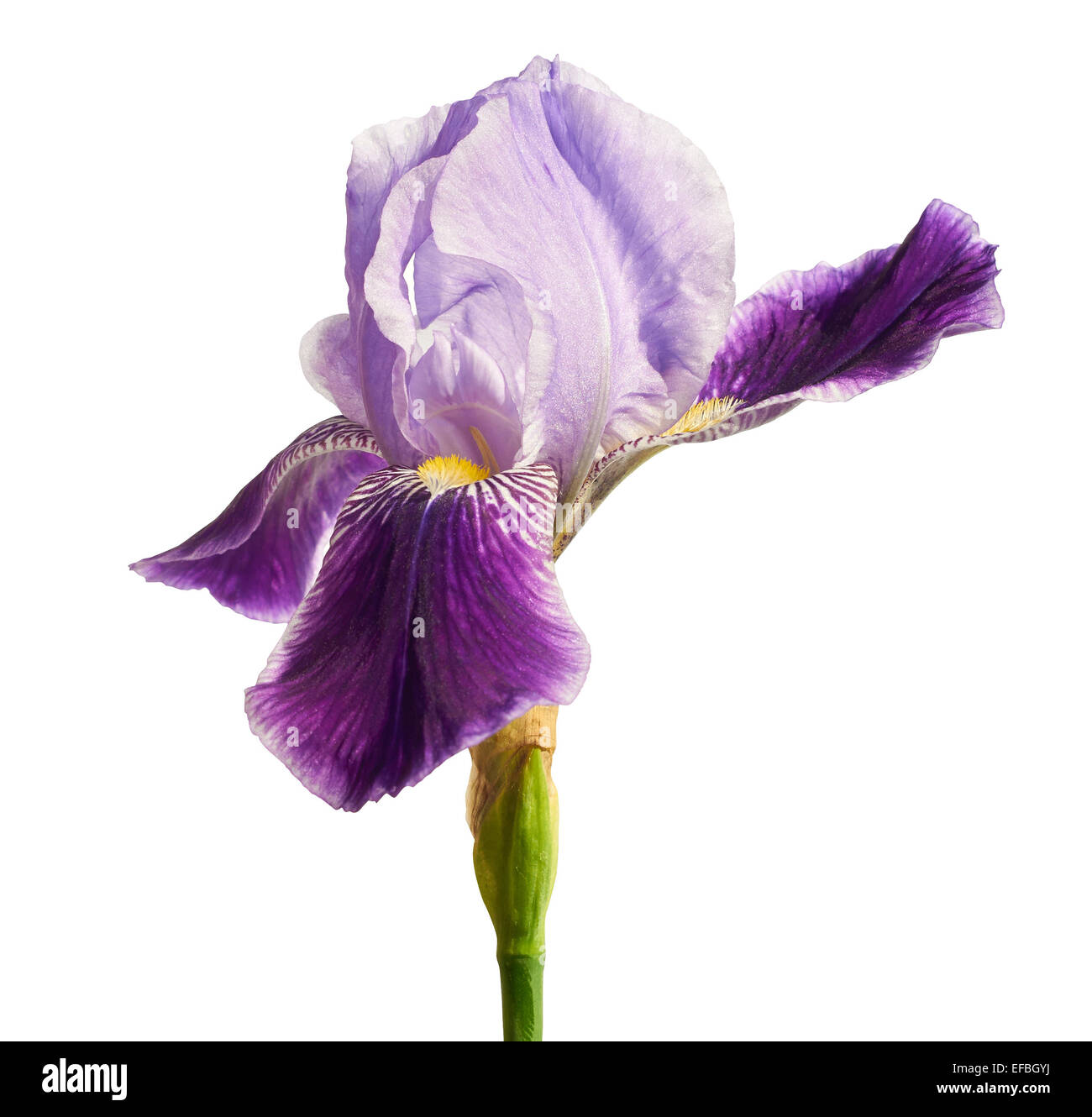 Iris flower isolated over white background with clipping path included Stock Photo