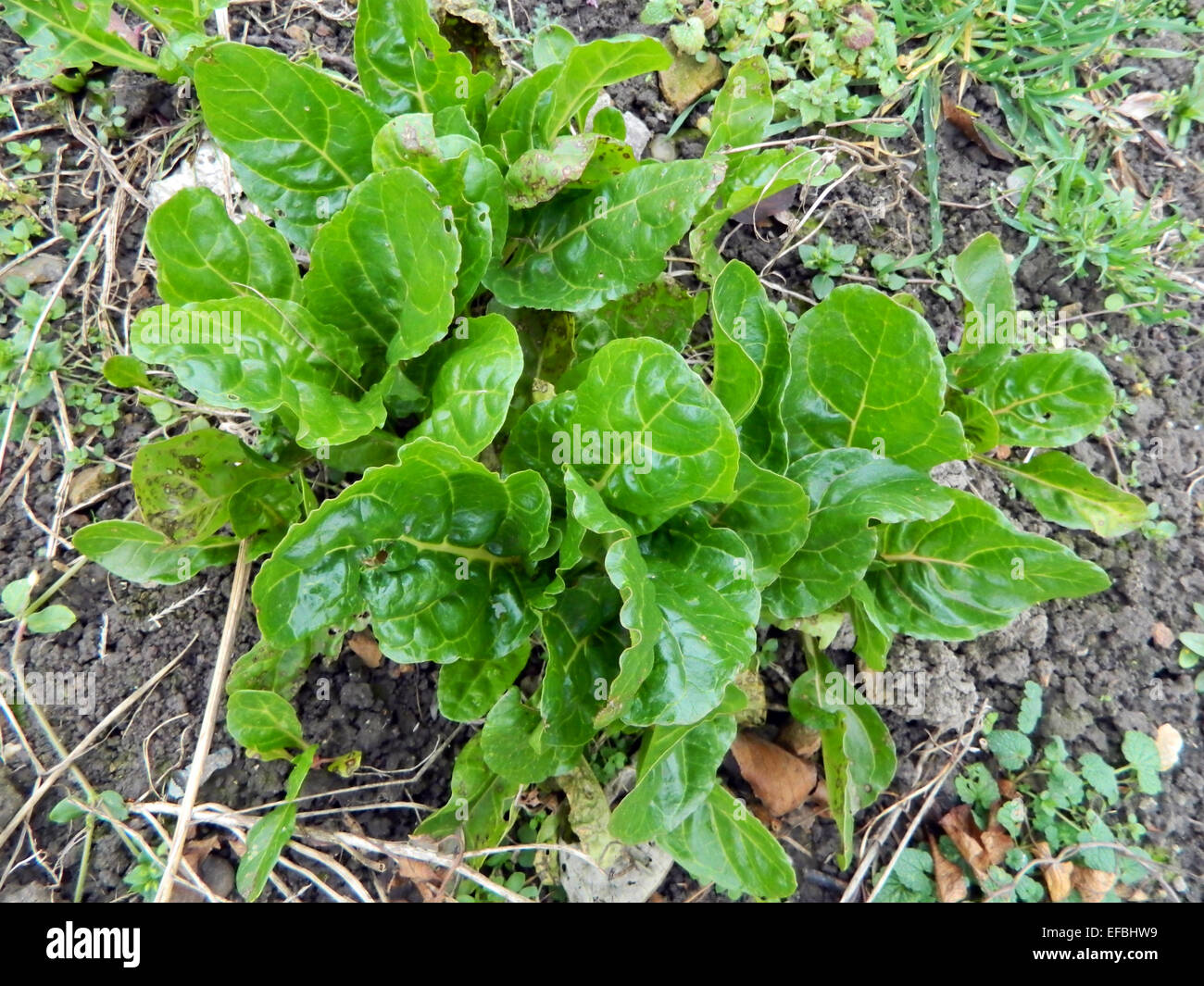Swiss chard growing in the garden in late autumn. Stock Photo