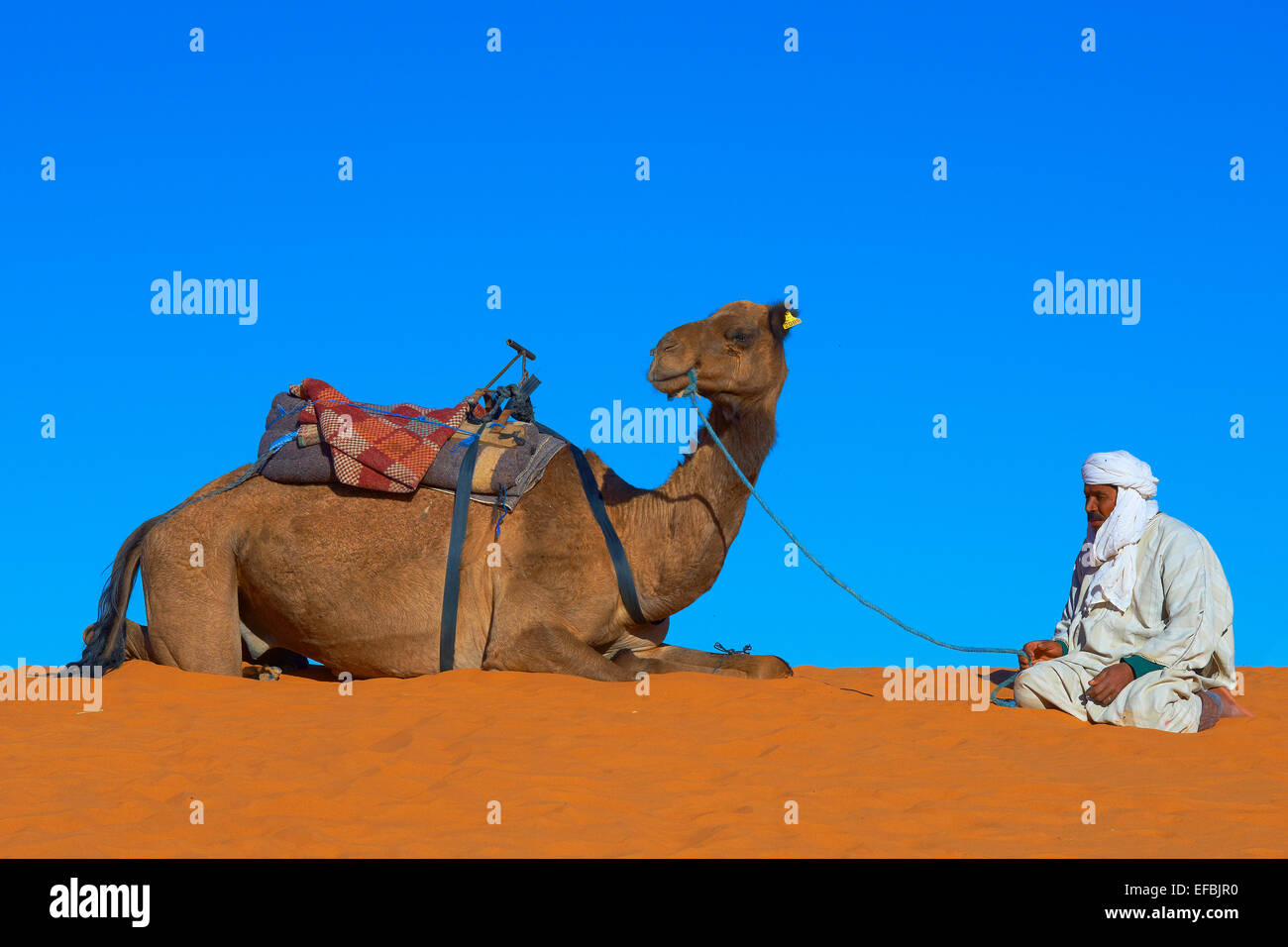Merzouga, Erg Chebbi, Merzouga sand dunes, Tuareg with camel, Sahara Desert, Morocco, Maghreb, North Africa. Stock Photo