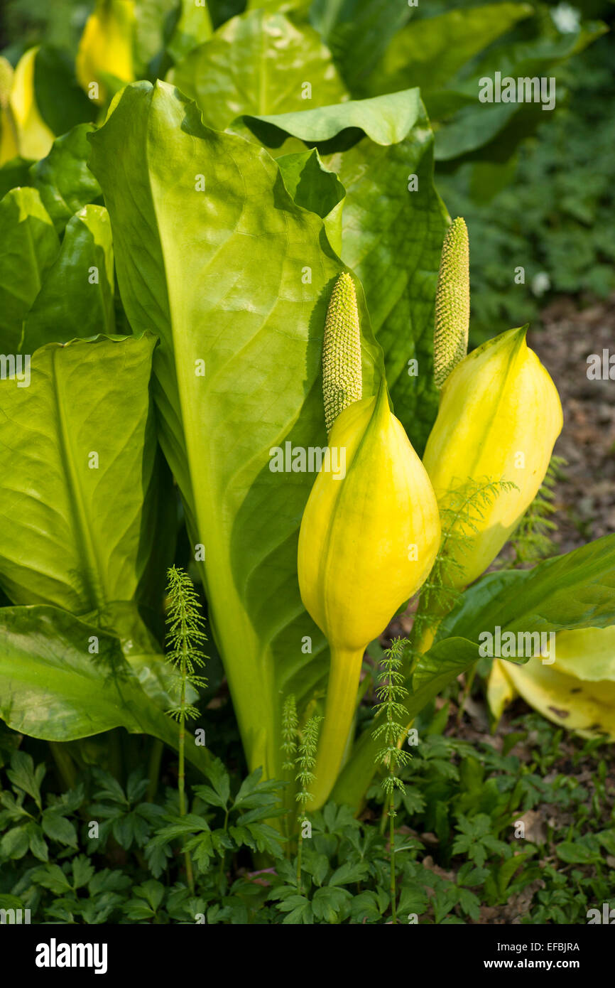 Lysichiton americanus Yellow skunk cabbage Stock Photo - Alamy