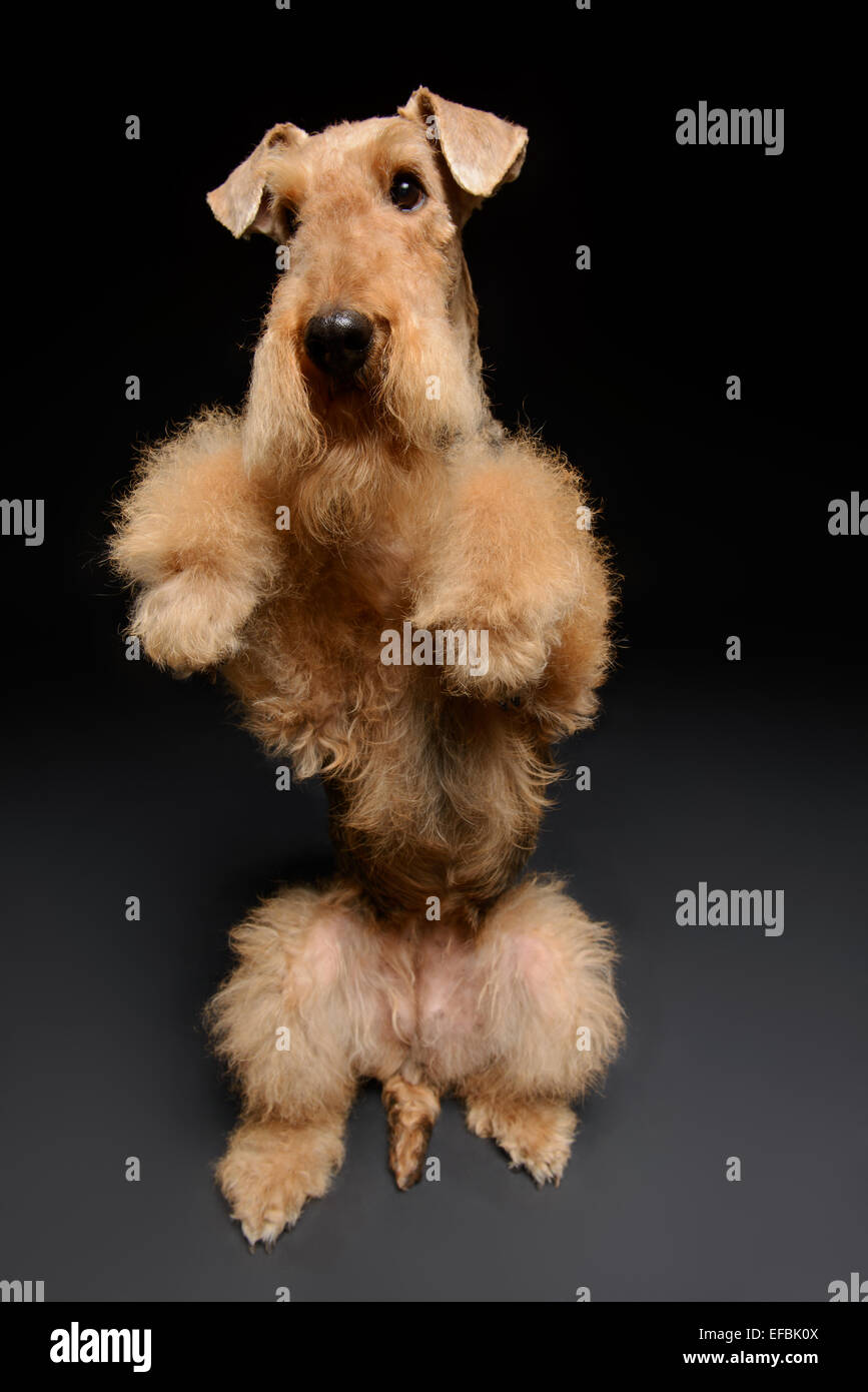 Dog is your best friend Stock Photo Alamy