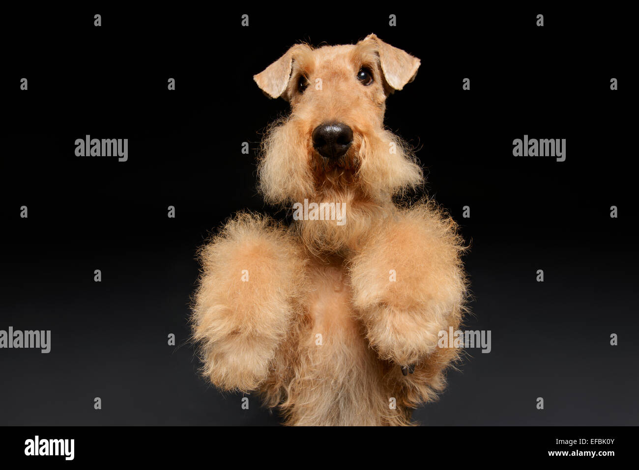 Dog is your best friend Stock Photo Alamy