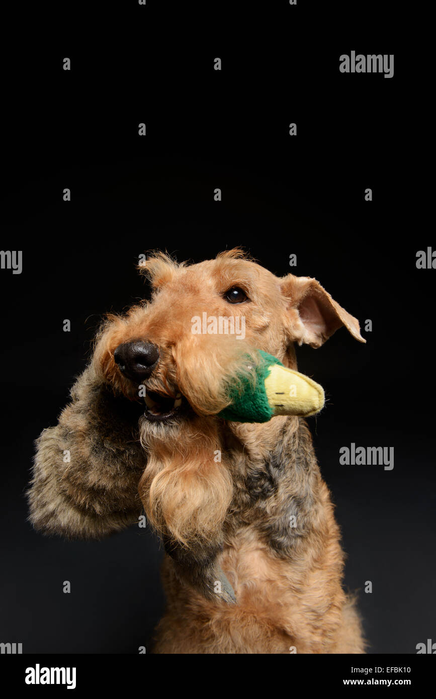 Dog is your best friend Stock Photo Alamy