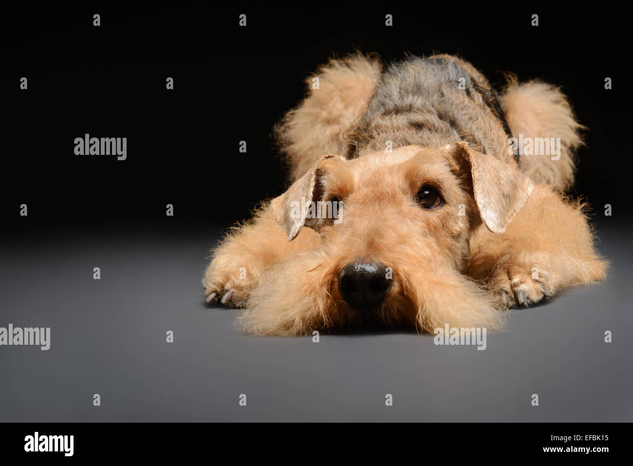 Dog is your best friend Stock Photo Alamy